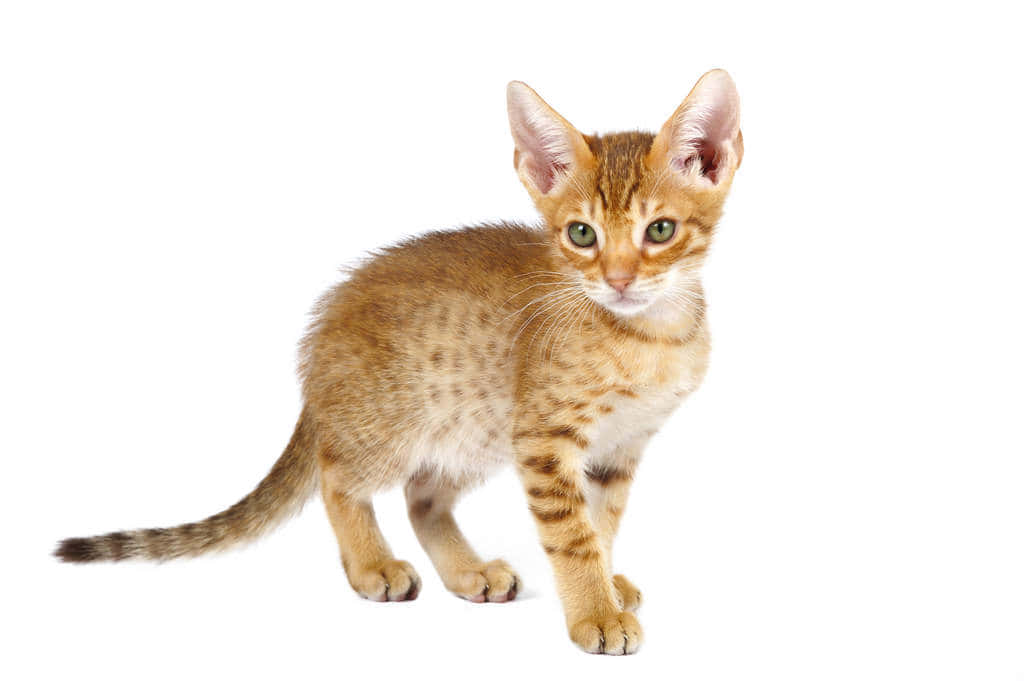 Ocicat 桌布 壁紙 — 一隻細小嘅啡色虎斑貓BB，有綠色眼睛，企喺純白色背景前面警覺地望住。