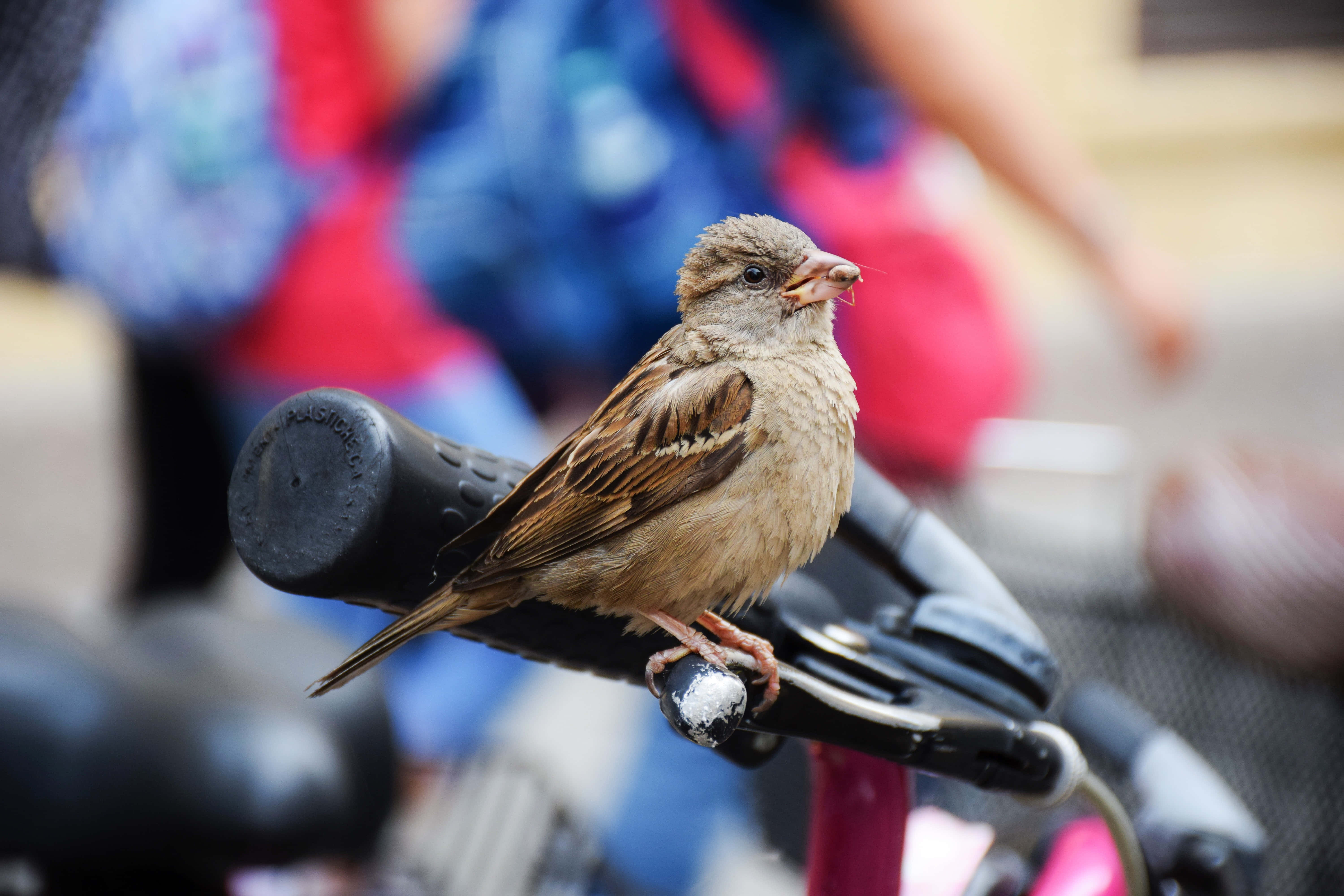 sparrow 桌布 壁紙 — 一隻細小嘅啡色麻雀警覺地企喺黑色單車手柄上，背景係模糊嘅彩色。