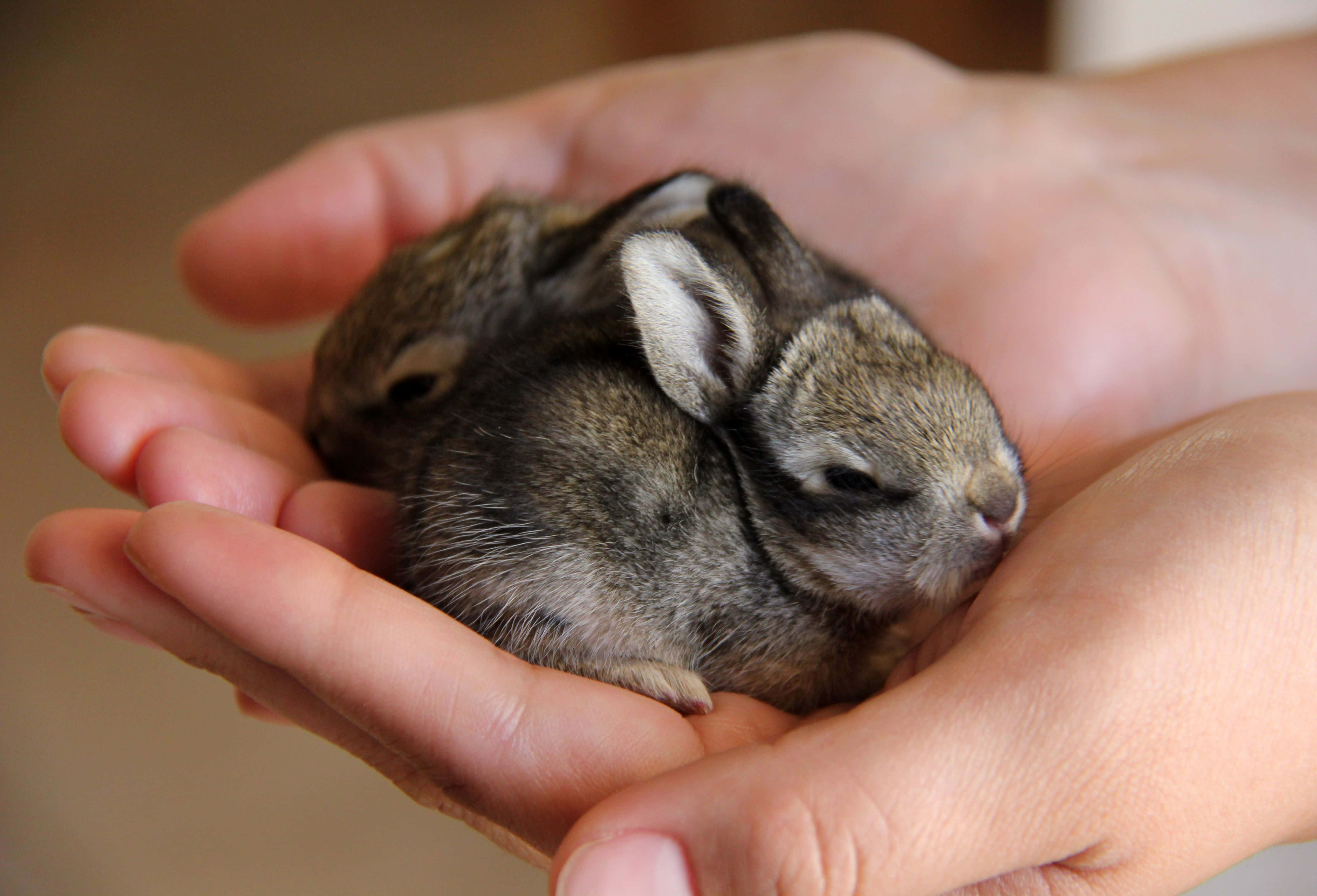 pets 桌布 壁紙 — 一隻細小嘅新生兔仔，灰色毛髮，合埋眼，安詳咁休息喺一個人嘅打開手掌入面。