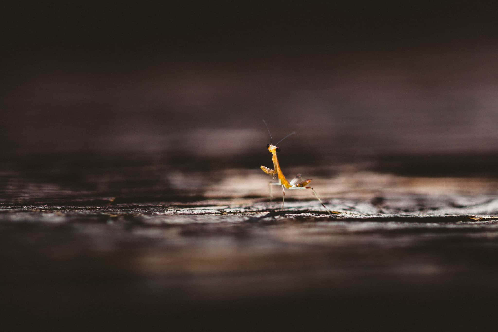 Beautiful Macro 桌布 壁紙 — 一隻細小嘅橙色螳螂企喺風化嘅木頭上，佢嘅精緻形態喺柔和模糊嘅深色背景下顯得清晰聚焦。