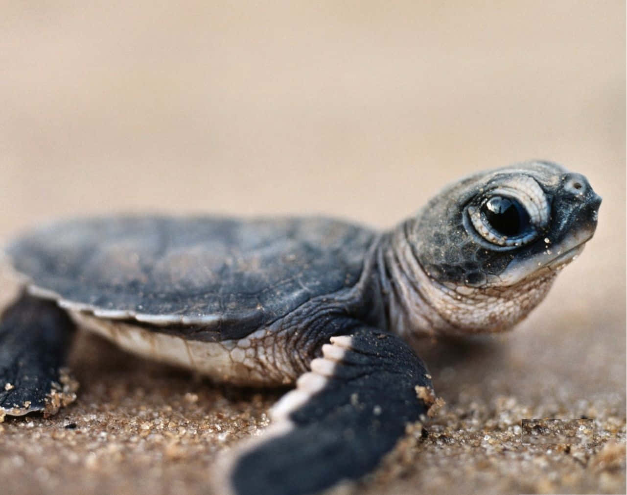 Turtle 桌布 壁紙 — 一隻細小嘅海龜BB，有深色嘅殼同好奇嘅眼睛，喺濕沙上爬行。