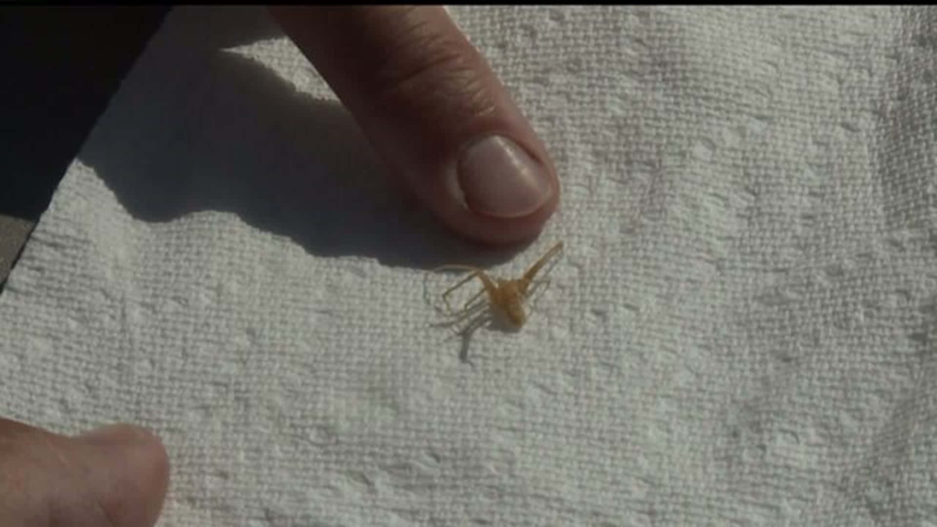 Brown Recluse Spider 桌布 壁紙 — 一隻細小嘅淡橙色蜘蛛喺白色有紋理嘅毛巾上休息，而人類手指喺明亮日光下喺附近徘徊。