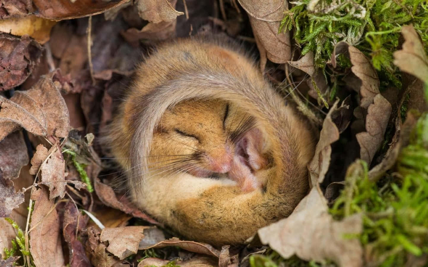 Hibernation 桌布 壁紙 — 一隻細小嘅睡鼠喺苔蘚同乾葉嘅巢穴中蜷縮熟睡。