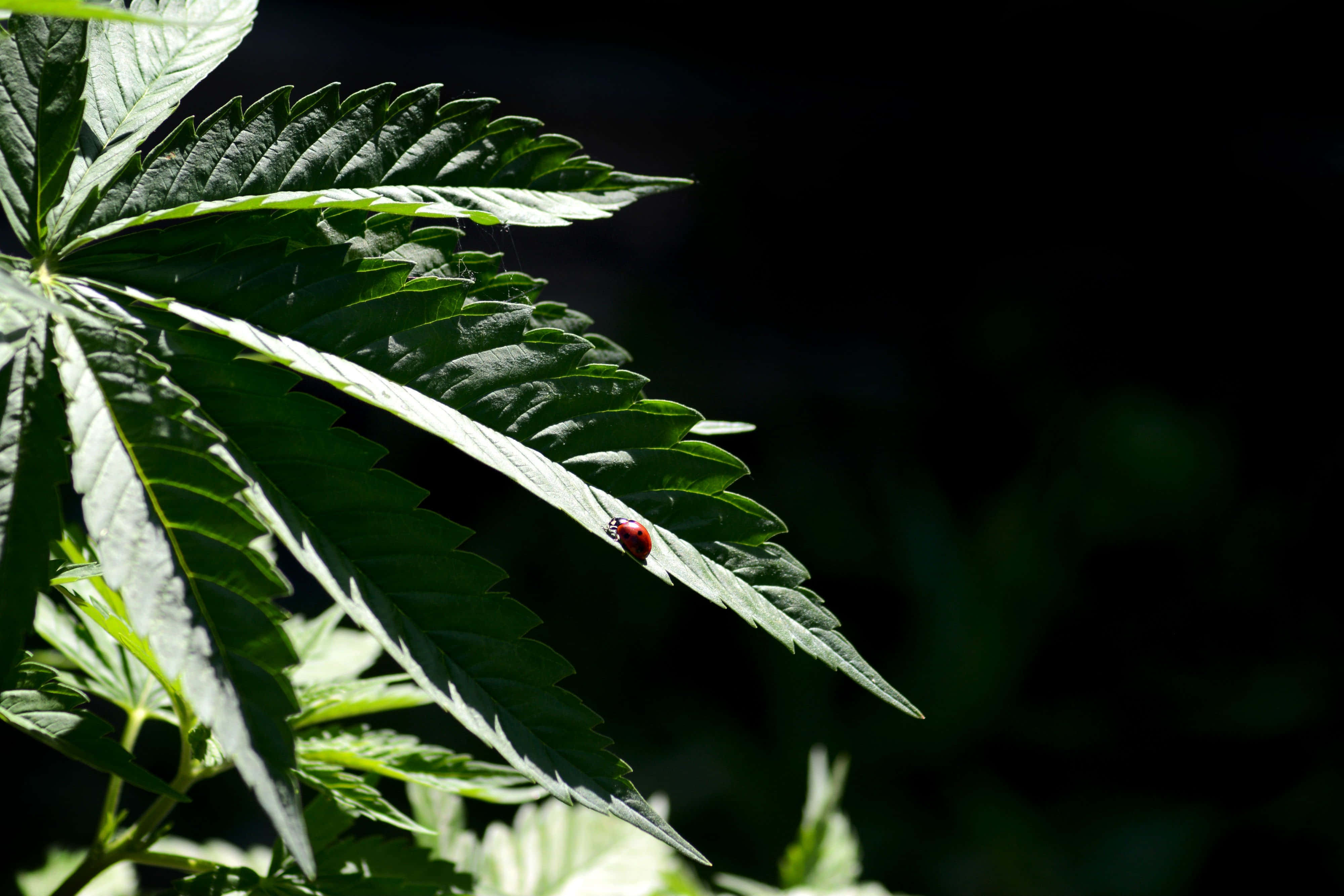 420 桌布 壁紙 — 一隻細小嘅紅色瓢蟲喺黑暗模糊嘅背景下，停喺陽光照射嘅大麻葉上。