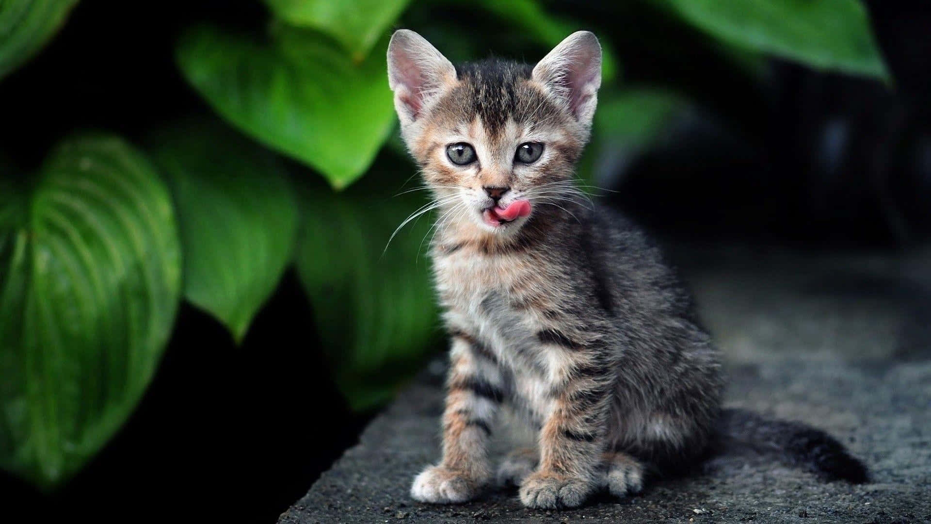 Tabby Cat 桌布 壁紙 — 一隻細小嘅虎斑貓BB，有對大大嘅藍眼睛，坐喺被茂盛綠葉包圍嘅石頭上舔緊鼻。