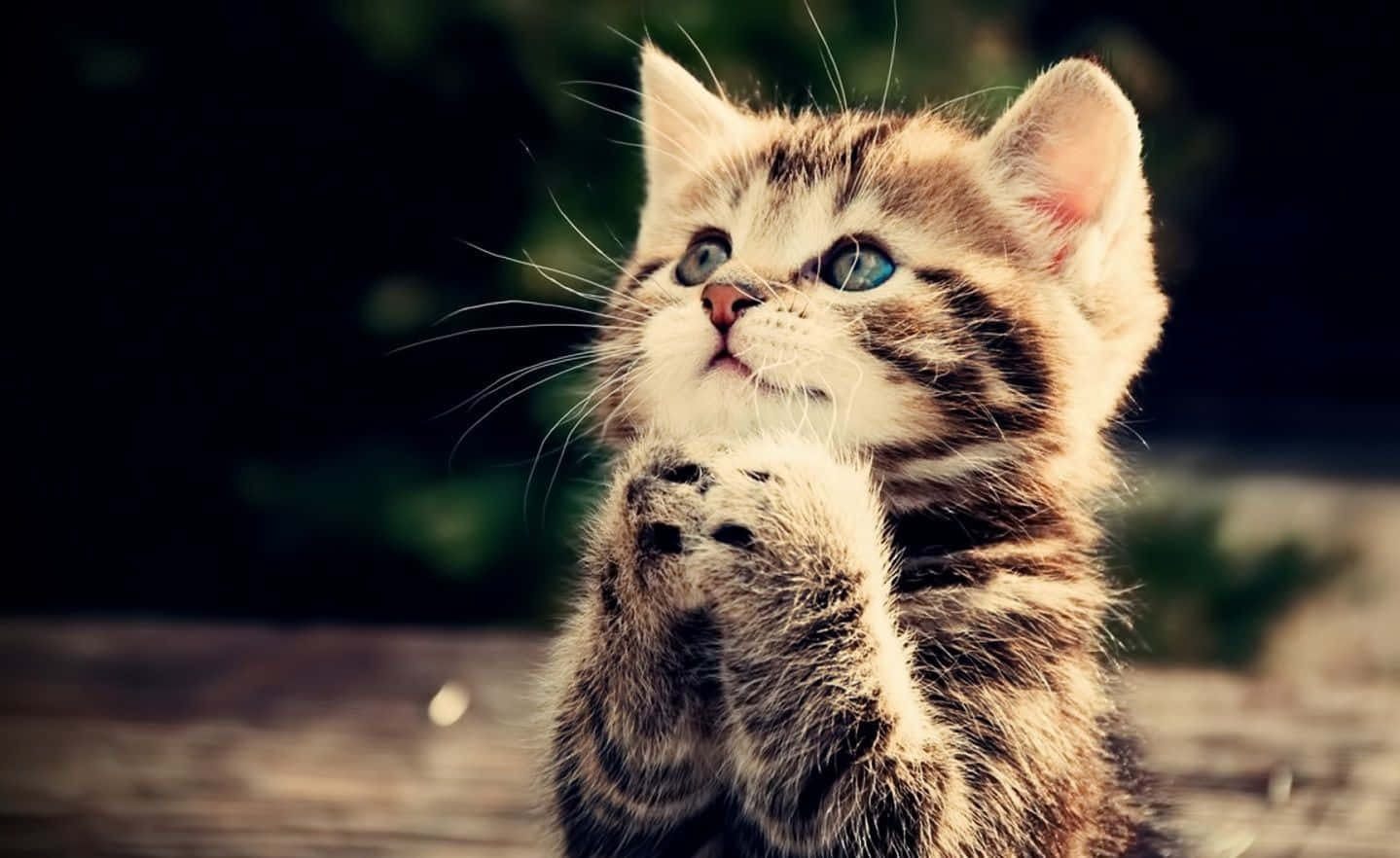 Cat Desktop 桌布 壁紙 — 一隻細小嘅虎斑貓BB，有對搶眼嘅藍眼睛，爪仔合埋好似祈禱咁向上望。