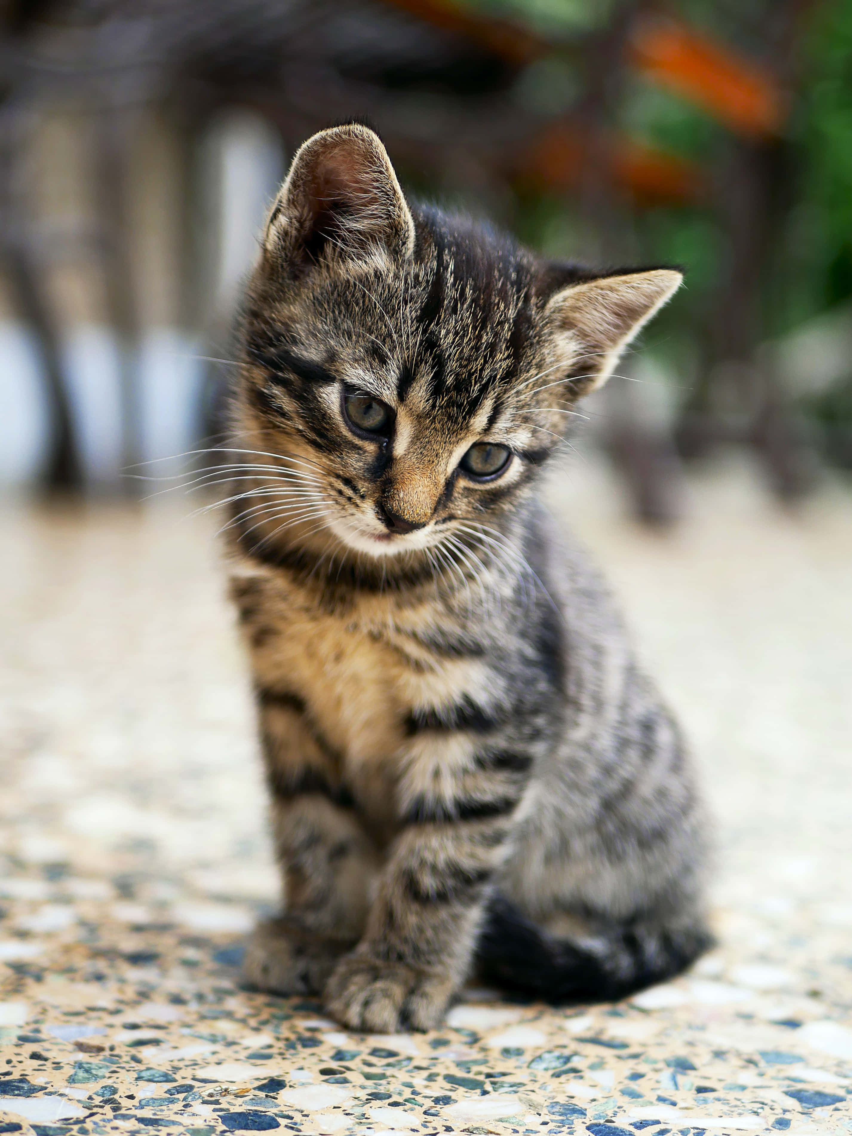 Beautiful Cats 桌布 壁紙 — 一隻細小嘅虎斑貓仔，有對搶眼嘅綠色眼睛，喺室外嘅馬賽克瓷磚地板上面專心咁坐低。