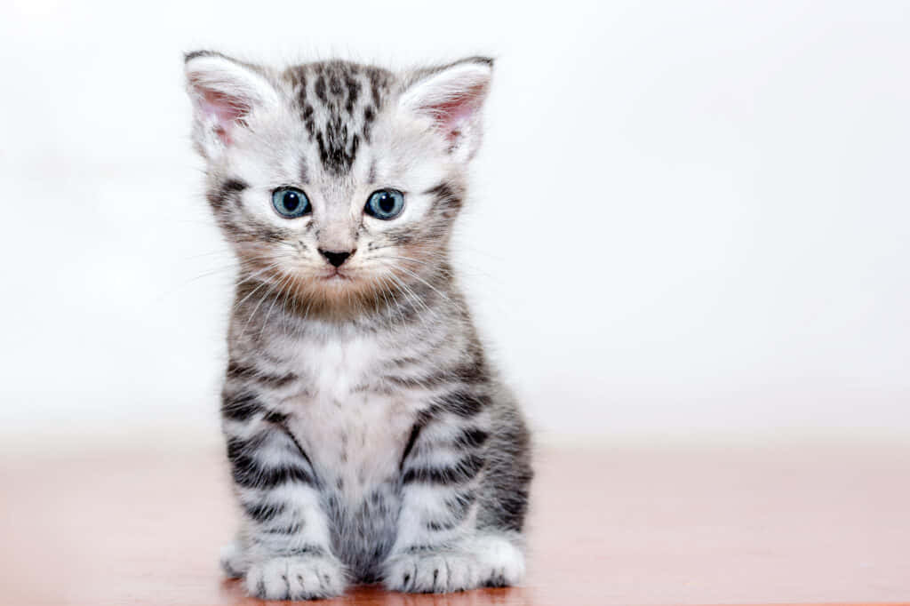 American Shorthair 桌布 壁紙 — 一隻細小嘅銀色虎斑貓BB，有明亮嘅藍色眼睛，坐直喺木質表面上，背景係純白色。