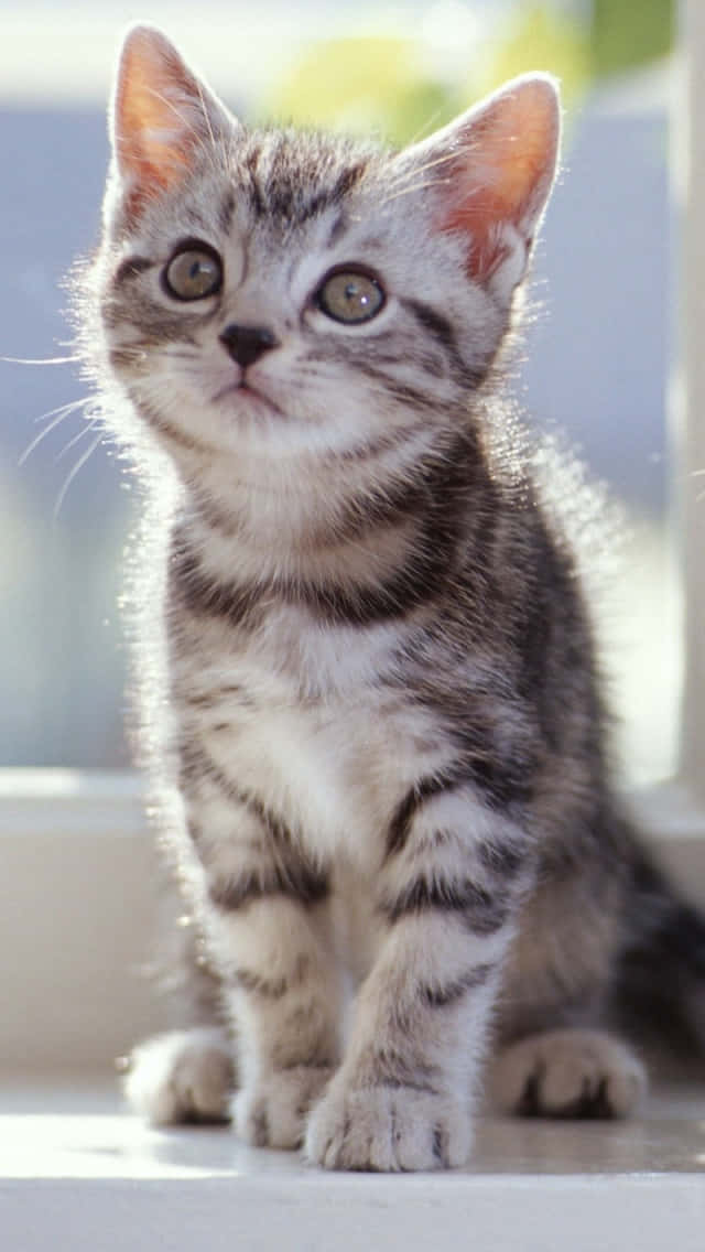 Tabby Cat 桌布 壁紙 — 一隻細小嘅銀色虎斑貓咪，有對又大又好奇嘅眼睛，警覺咁坐喺陽光普照嘅窗台上。