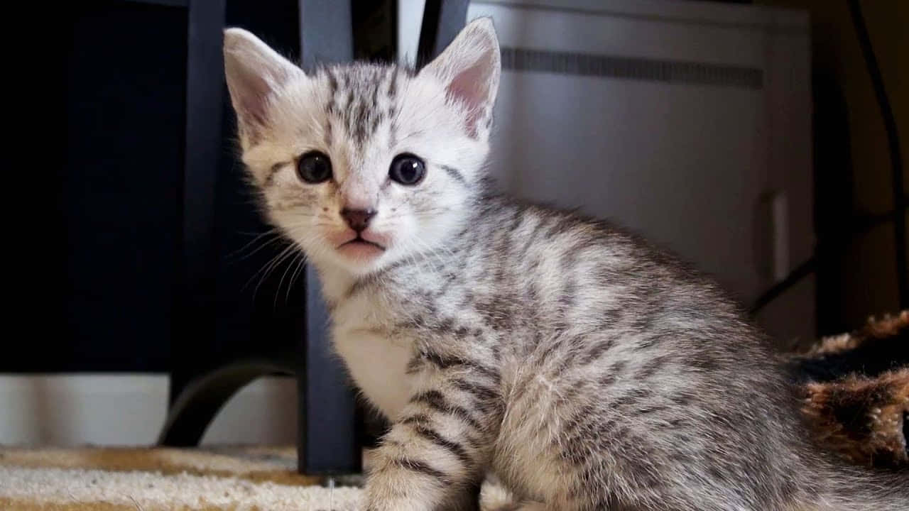 Egyptian Mau 桌布 壁紙 — 一隻細小嘅銀色虎斑貓咪，有對又大又好奇嘅眼睛，警覺咁坐喺室內鋪咗地毯嘅地板上面。