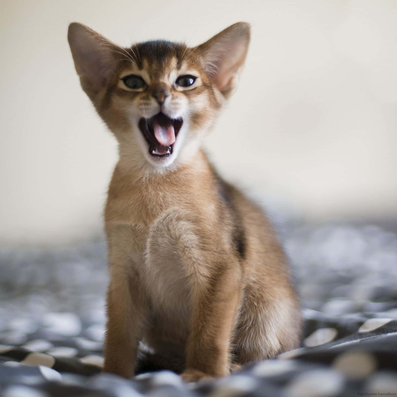 Abyssinian 桌布 壁紙 — 一隻細小嘅阿比西尼亞貓仔，對眼大大，嘴仔開開，警覺咁坐喺一張有圖案嘅氈上。