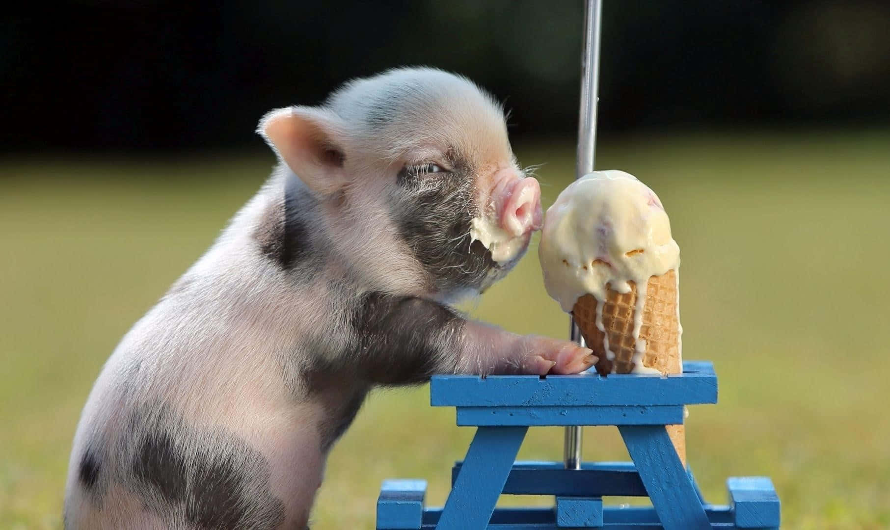 Piglet 桌布 壁紙 — 一隻細小有斑點嘅豬仔喺草地嘅迷你藍色野餐枱上，熱切咁舔緊窩夫筒上嘅雲呢拿雪糕。