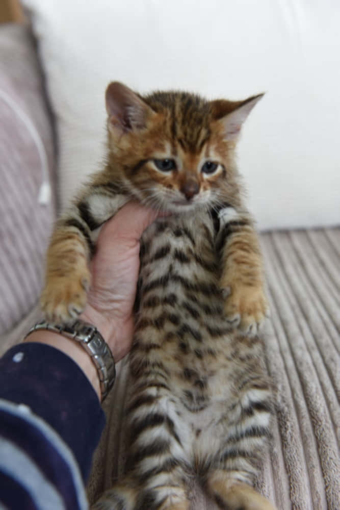 Toyger 桌布 壁紙 — 一隻細小有斑點的小貓，睜著大眼睛，被輕輕地捧在人的手中，背景是柔軟有紋理的梳化。