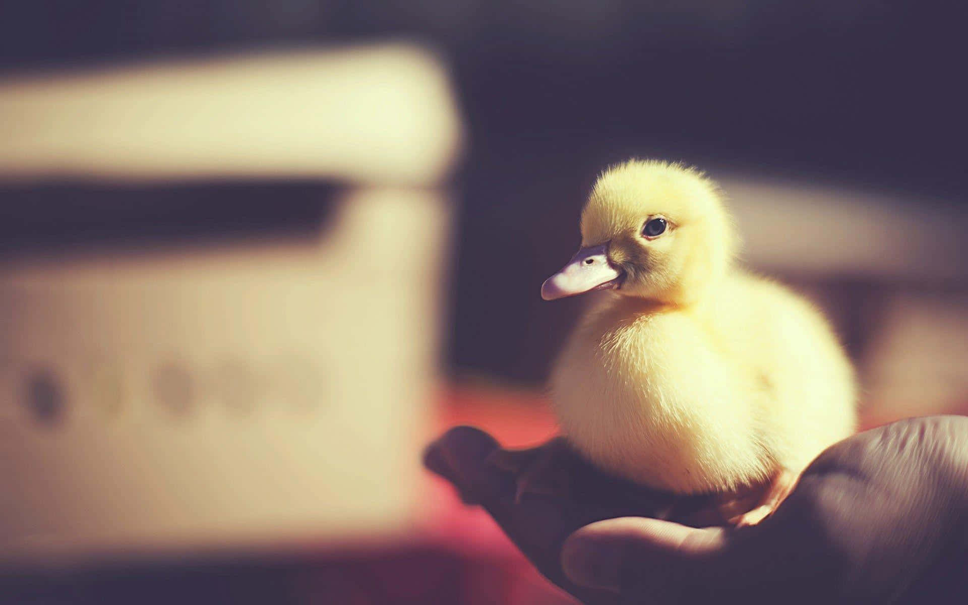 Cute Duck 桌布 壁紙 — 一隻細小毛茸茸嘅黃色鴨仔輕輕咁喺一個人嘅合攏雙手中休息，背景係柔和模糊嘅室內環境。