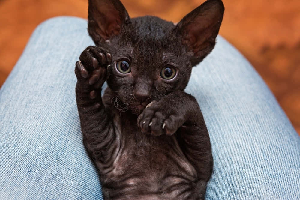 Cornish Rex 桌布 壁紙 — 一隻細小無毛的黑色小貓，有大耳朵和大眼睛，坐在牛仔布上，一隻爪子好奇地舉起。
