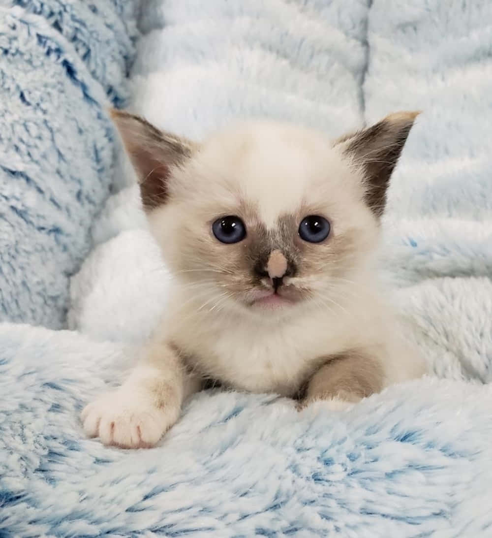 Snowshoe Cat 桌布 壁紙 — 一隻細小的奶油色小貓，有著引人注目的藍色眼睛，躺在柔軟的淺藍色毛毯上休息。
