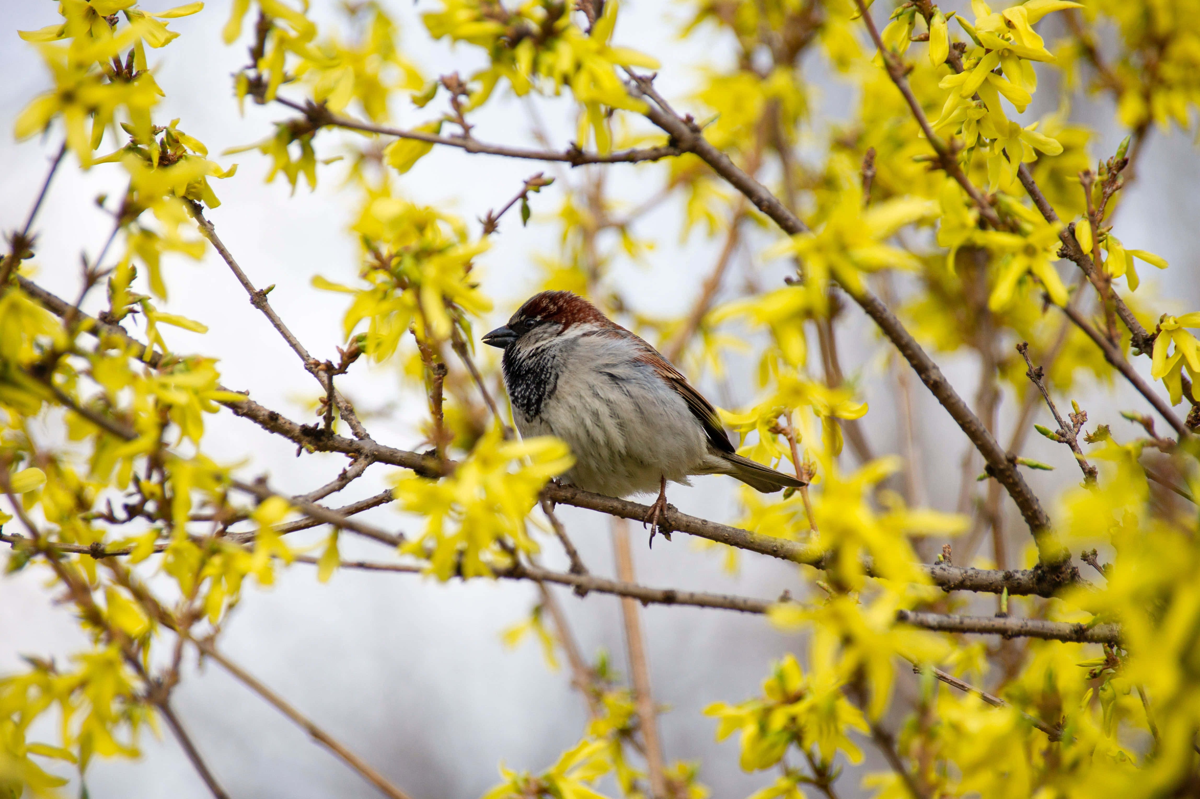 sparrow 桌布 壁紙 — 一隻細小的棕白色麻雀棲息在樹枝上，周圍是明亮的黃色連翹花，沐浴在柔和春光中。