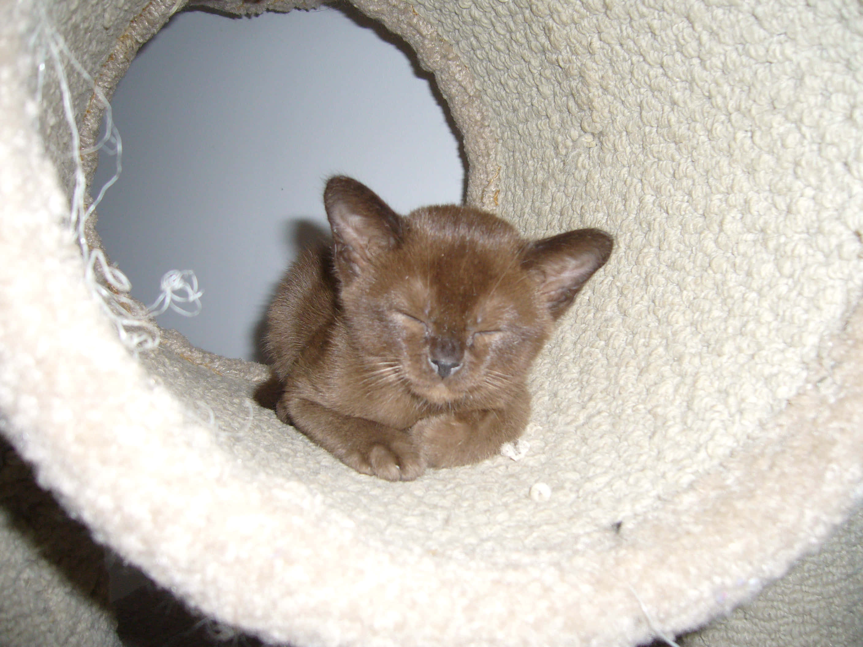 Burmese Cat 桌布 壁紙 — 一隻細小的棕色小貓在舒適的米色布料貓隧道內蜷縮著安詳地睡覺。