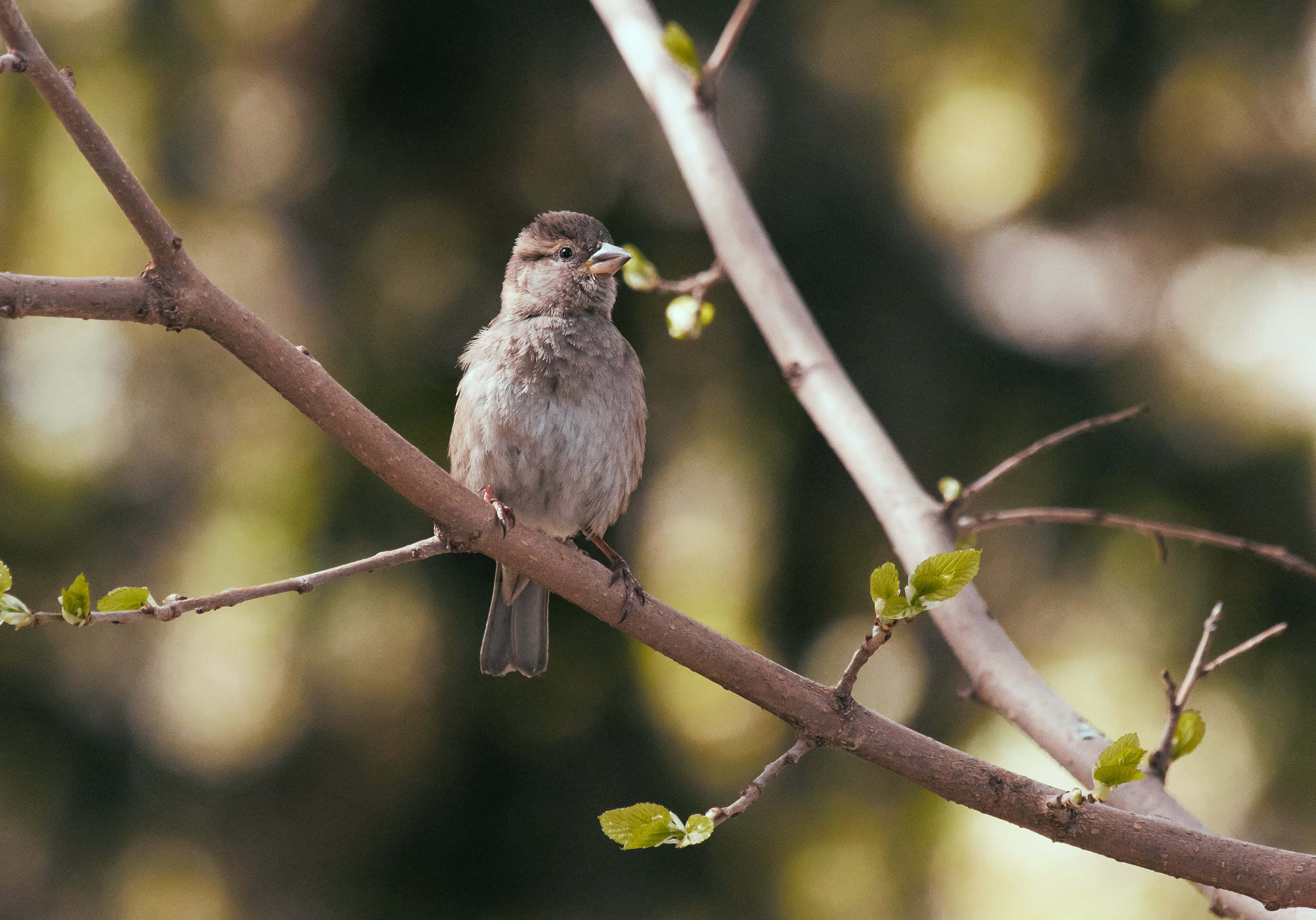 sparrow 桌布 壁紙 — 一隻細小的棕色鳥兒平靜地棲息在長滿嫩芽的樹枝上，背景是柔和模糊的綠色。