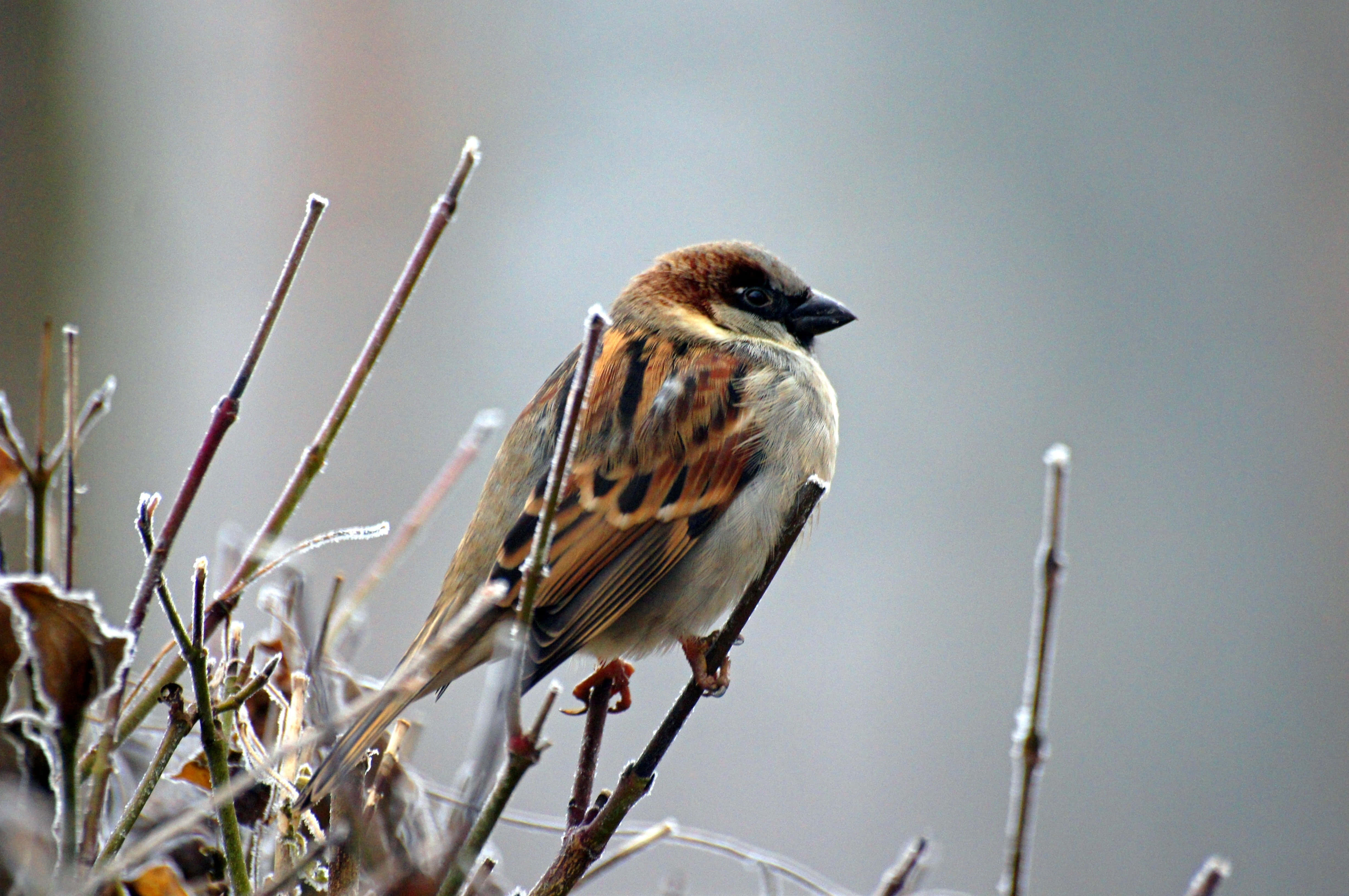 sparrow 桌布 壁紙 — 一隻細小的棕色麻雀棲息在結霜的樹枝上，背景是柔和的灰色冬日景色。