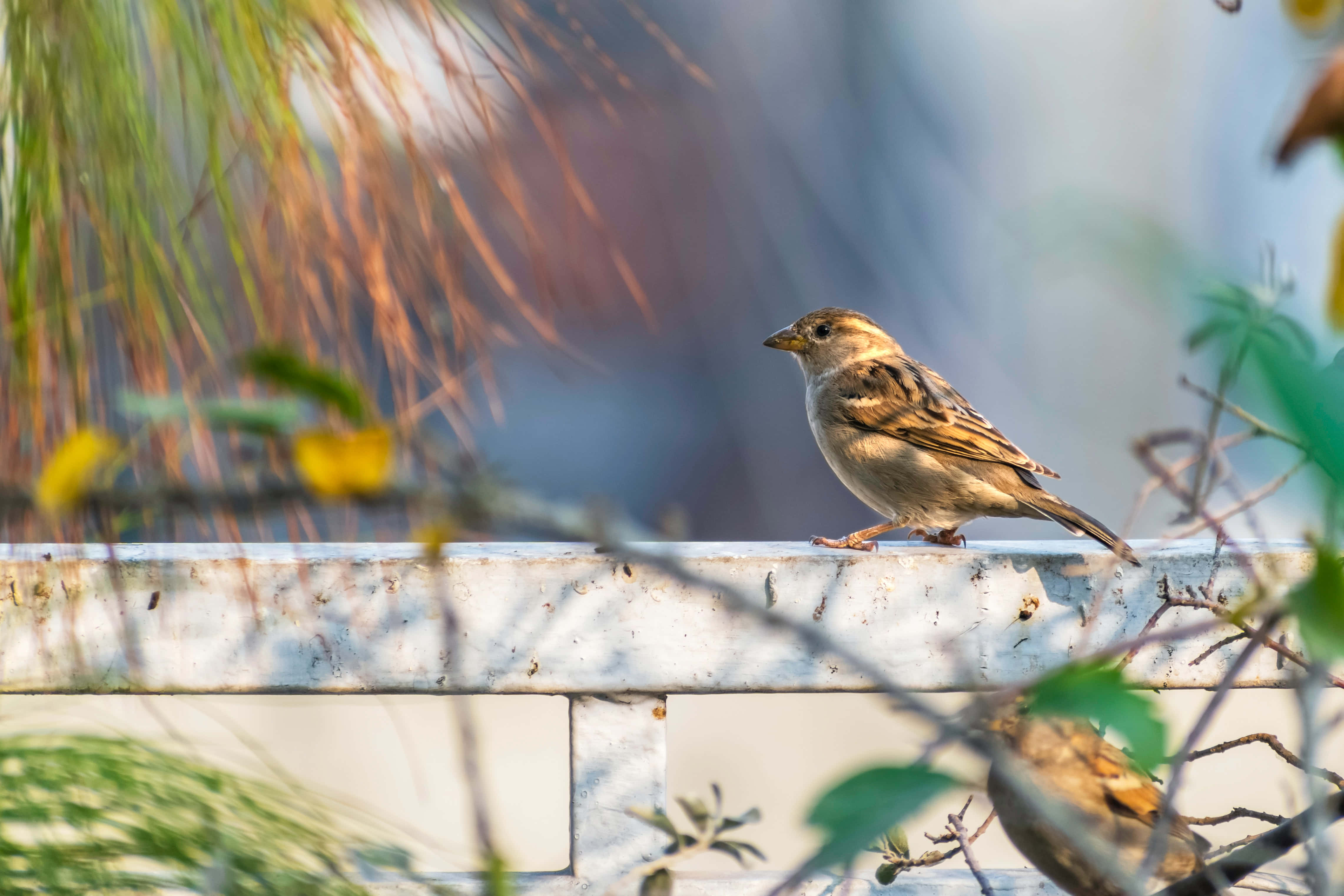 sparrow 桌布 壁紙 — 一隻細小的棕色麻雀棲息在風化的白色欄杆上，背景是模糊的綠色和黃色樹葉。