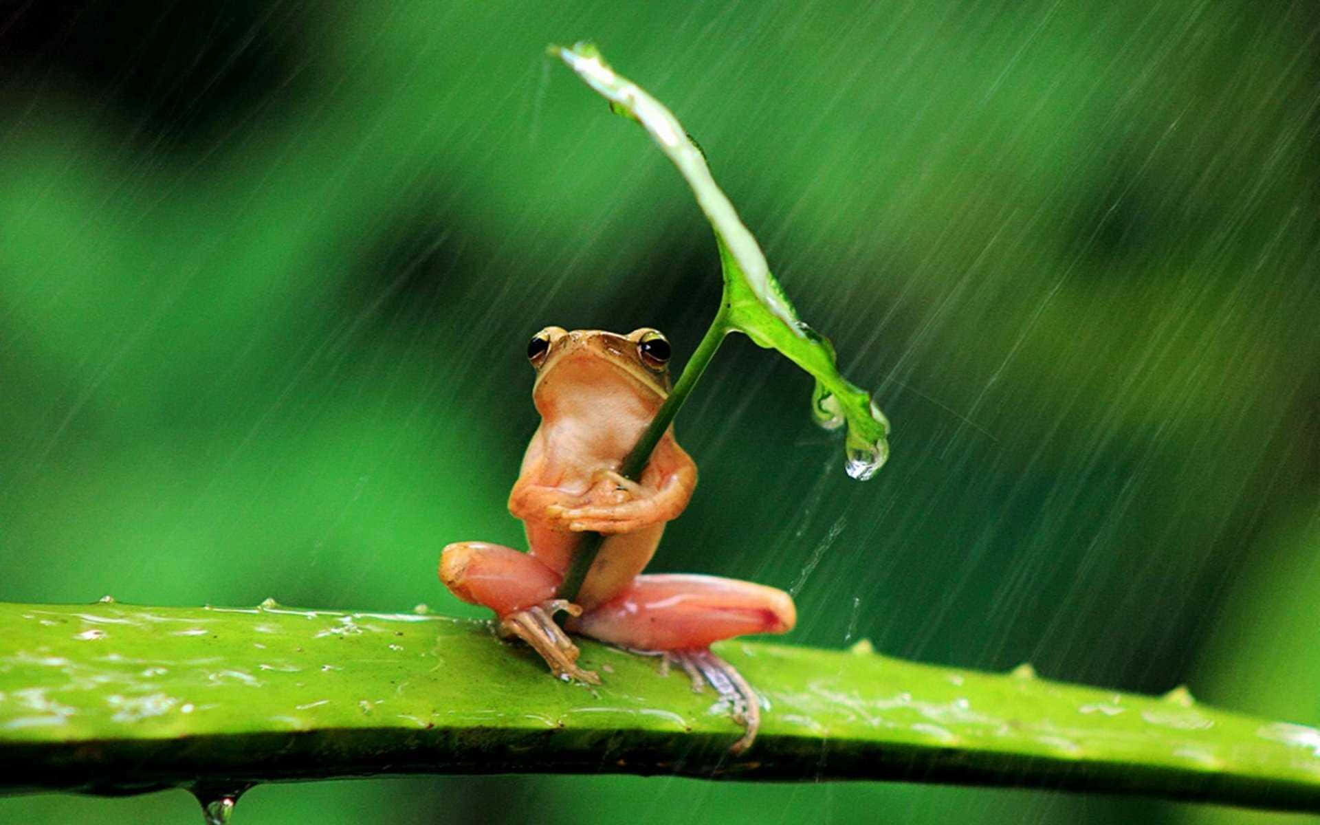 Cute Frog 桌布 壁紙 — 一隻細小的橙色青蛙棲息在雨濕的綠葉上，握著一滴水珠，雨水穿過茂密的綠色背景。
