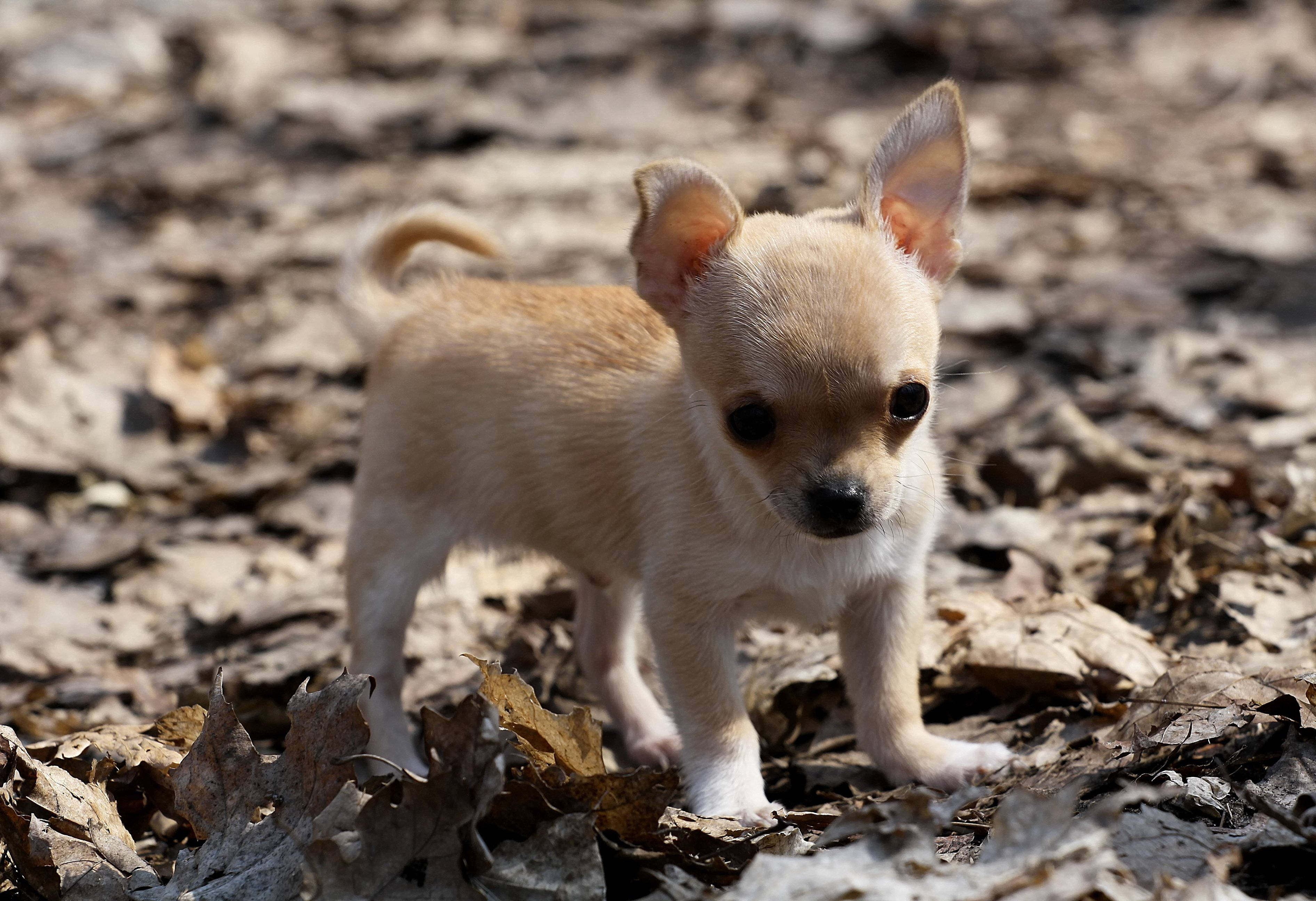 Chihuahua 桌布 壁紙 — 一隻細小的淺棕色芝娃娃幼犬在明亮的陽光下，警覺地站在乾燥的秋葉堆上。