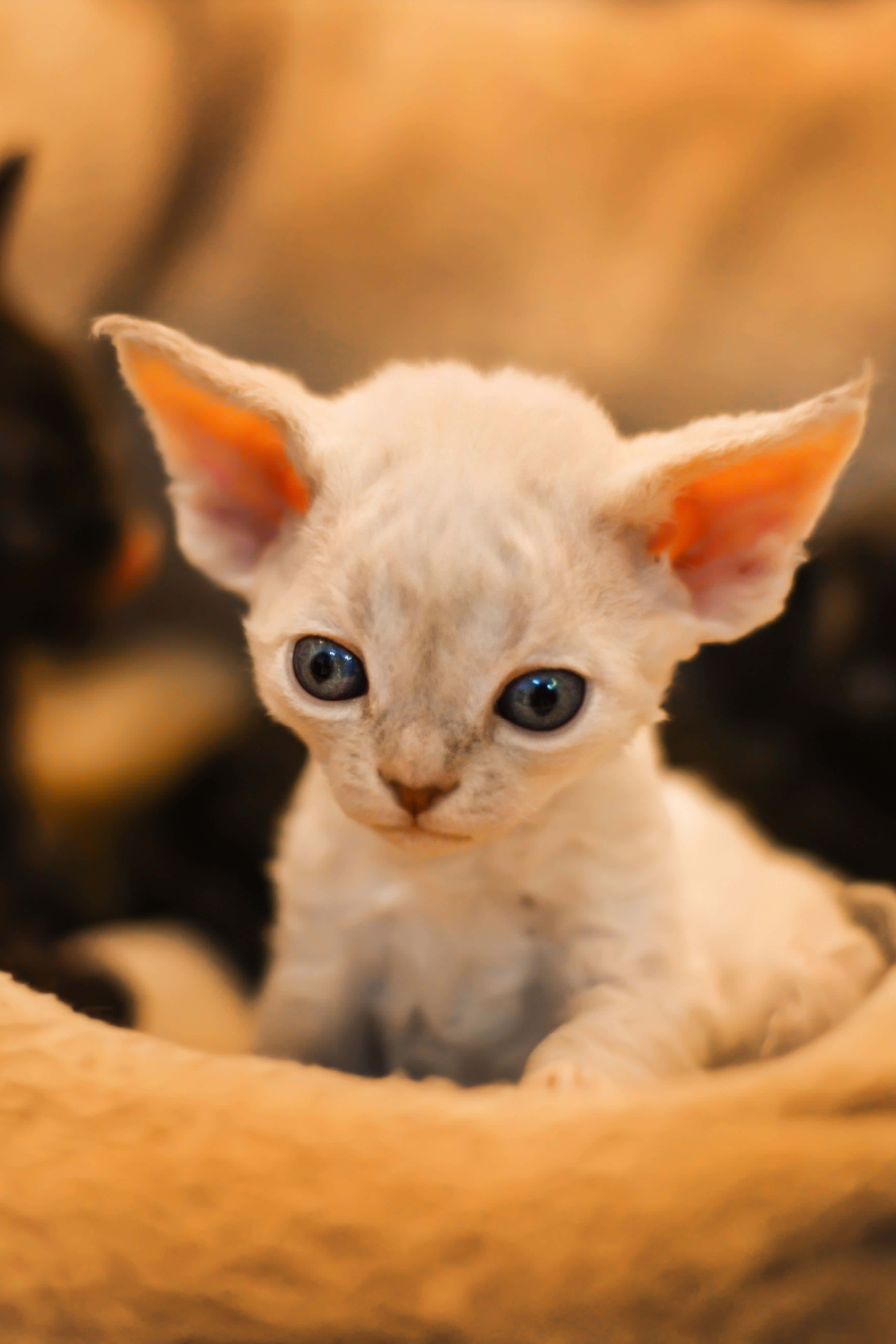 Devon Rex 桌布 壁紙 — 一隻細小的白色德文帝王貓，擁有藍色大眼睛和捲曲的耳朵，坐在柔軟的米色床上，好奇地看著相機。