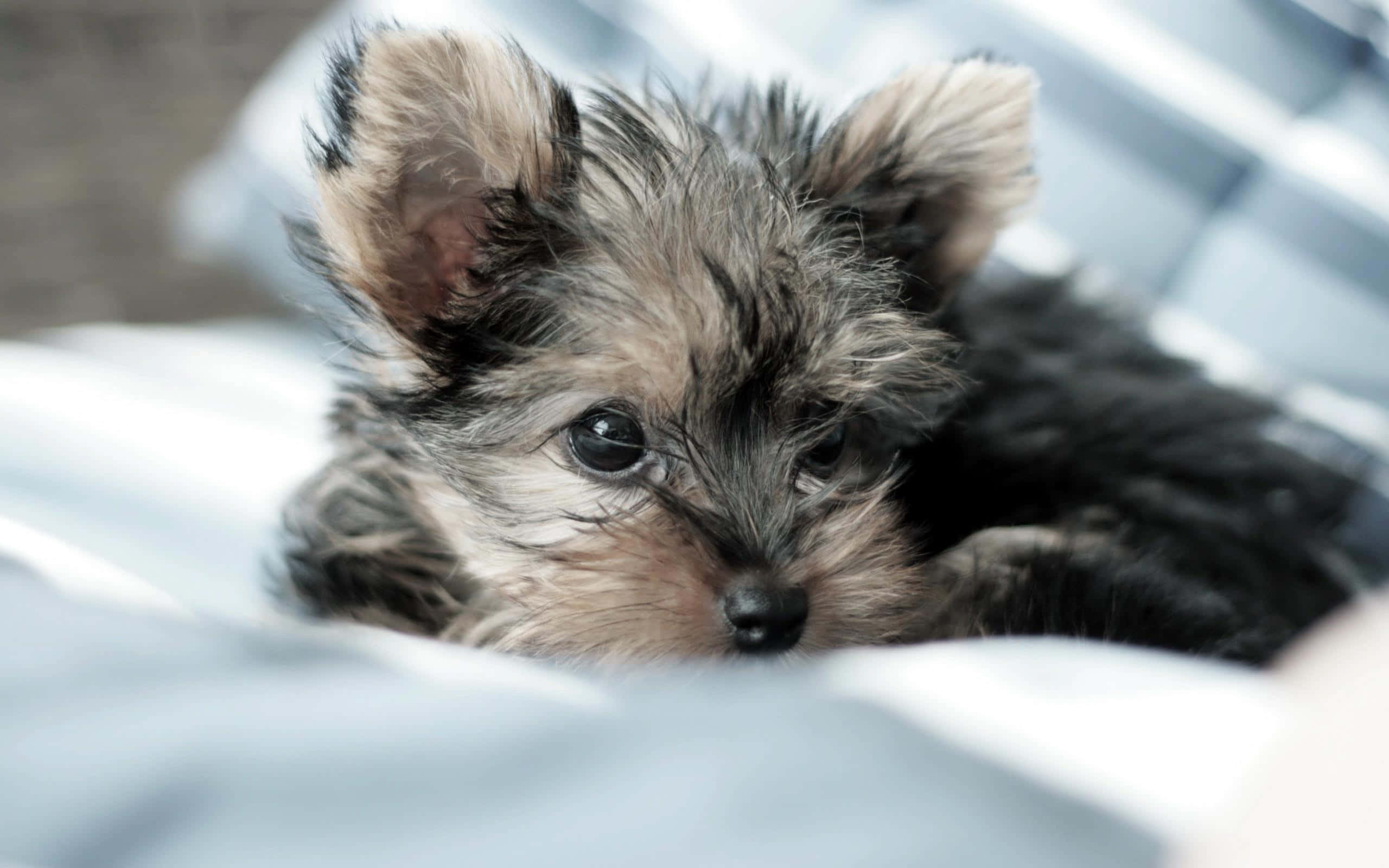 yorkie 桌布 壁紙 — 一隻細小的約克夏㹴幼犬，擁有蓬鬆的灰色和黑色毛髮，躺在柔軟的藍色布料上，好奇地凝視著相機。