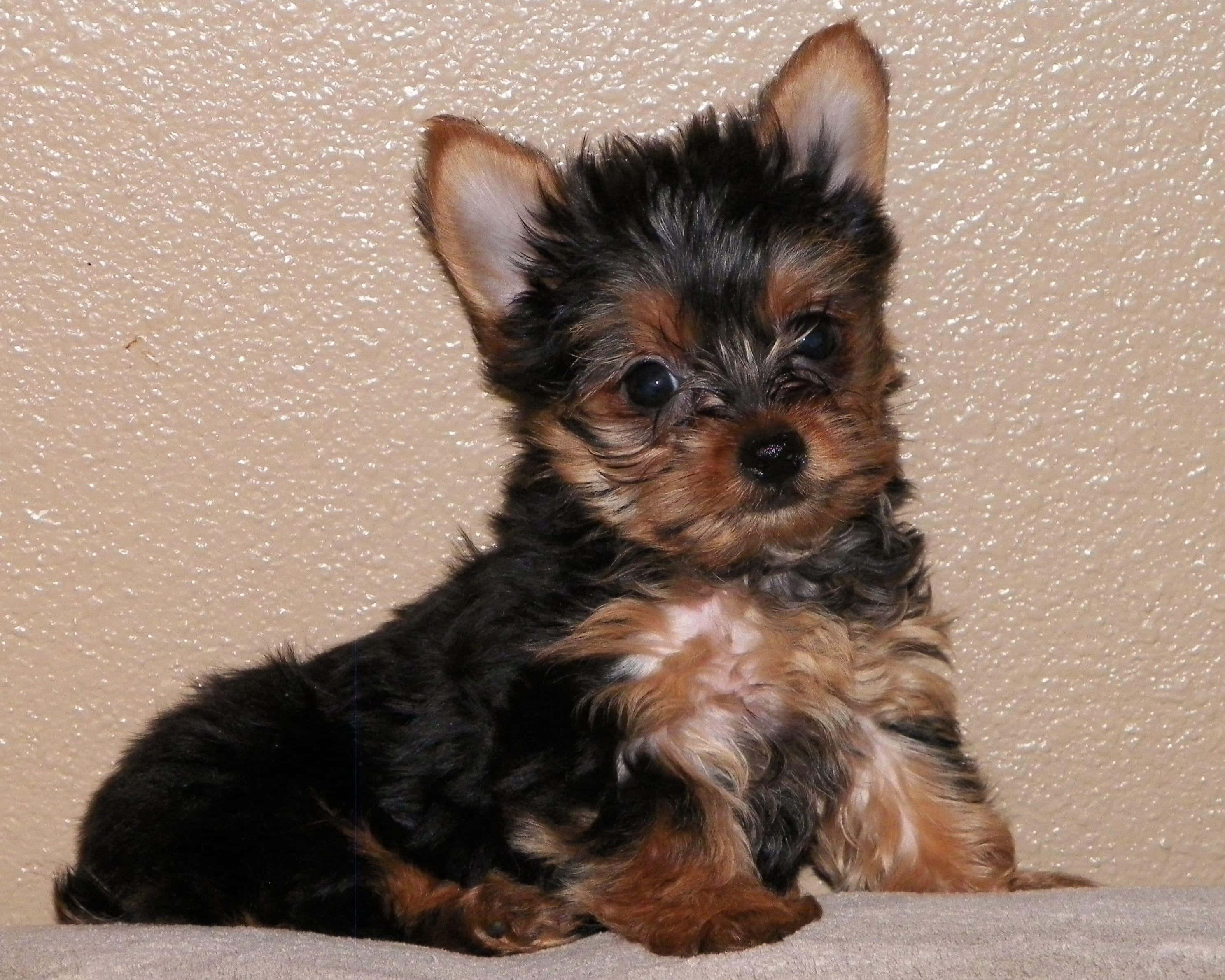 yorkie 桌布 壁紙 — 一隻細小的約克夏㹴幼犬，毛色黑褐相間，警覺地坐在有紋理的米色表面上，直視鏡頭。