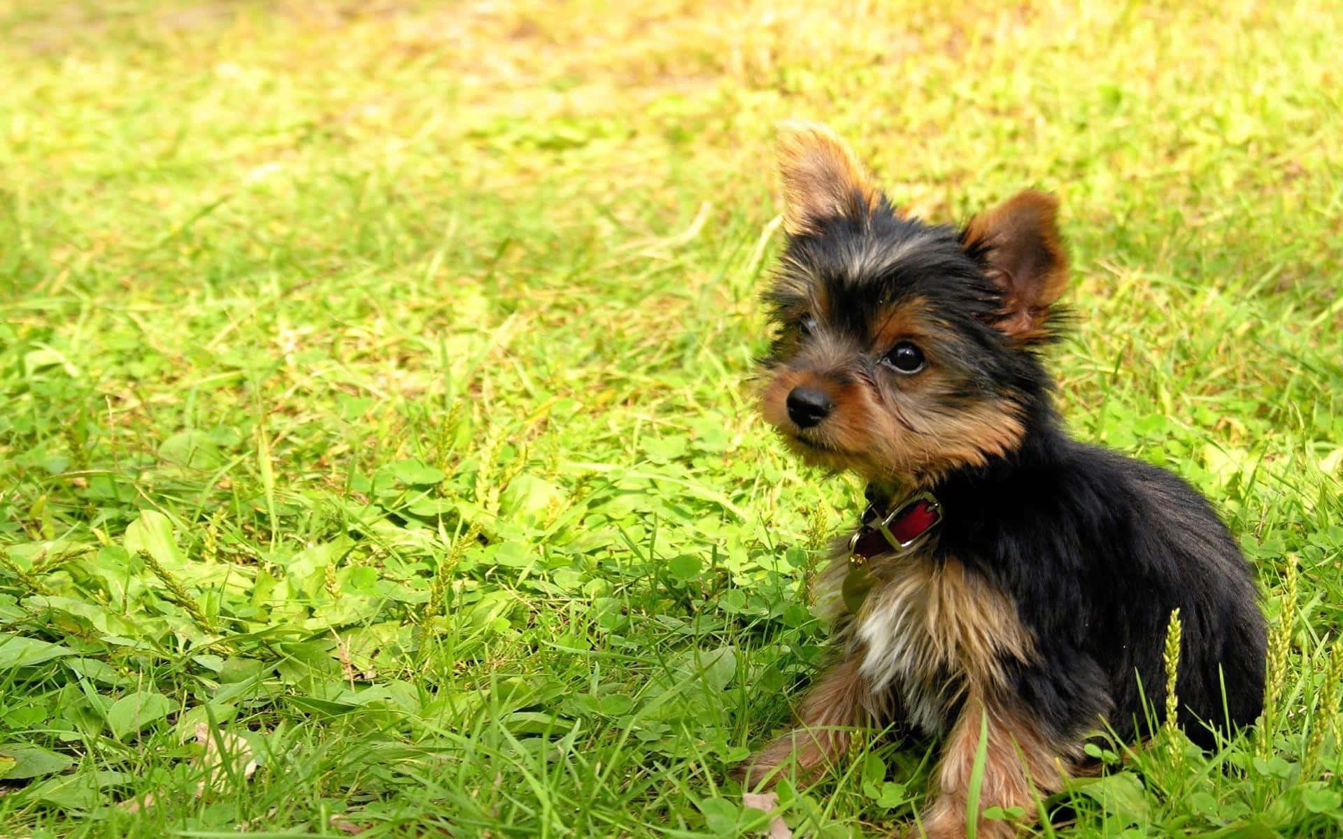 yorkie 桌布 壁紙 — 一隻細小的約克夏㹴幼犬，毛色黑褐相間，在明亮的陽光下警覺地坐在鮮綠的草地上。