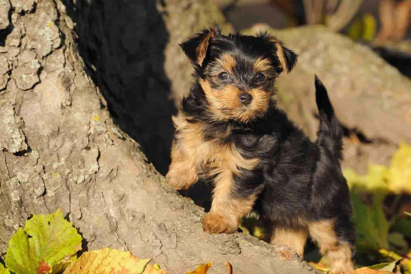 yorkie 桌布 壁紙 — 一隻細小的約克夏㹴幼犬，毛色黑褐相間，警覺地站在有紋理的樹幹旁，四周散落著秋天的落葉。
