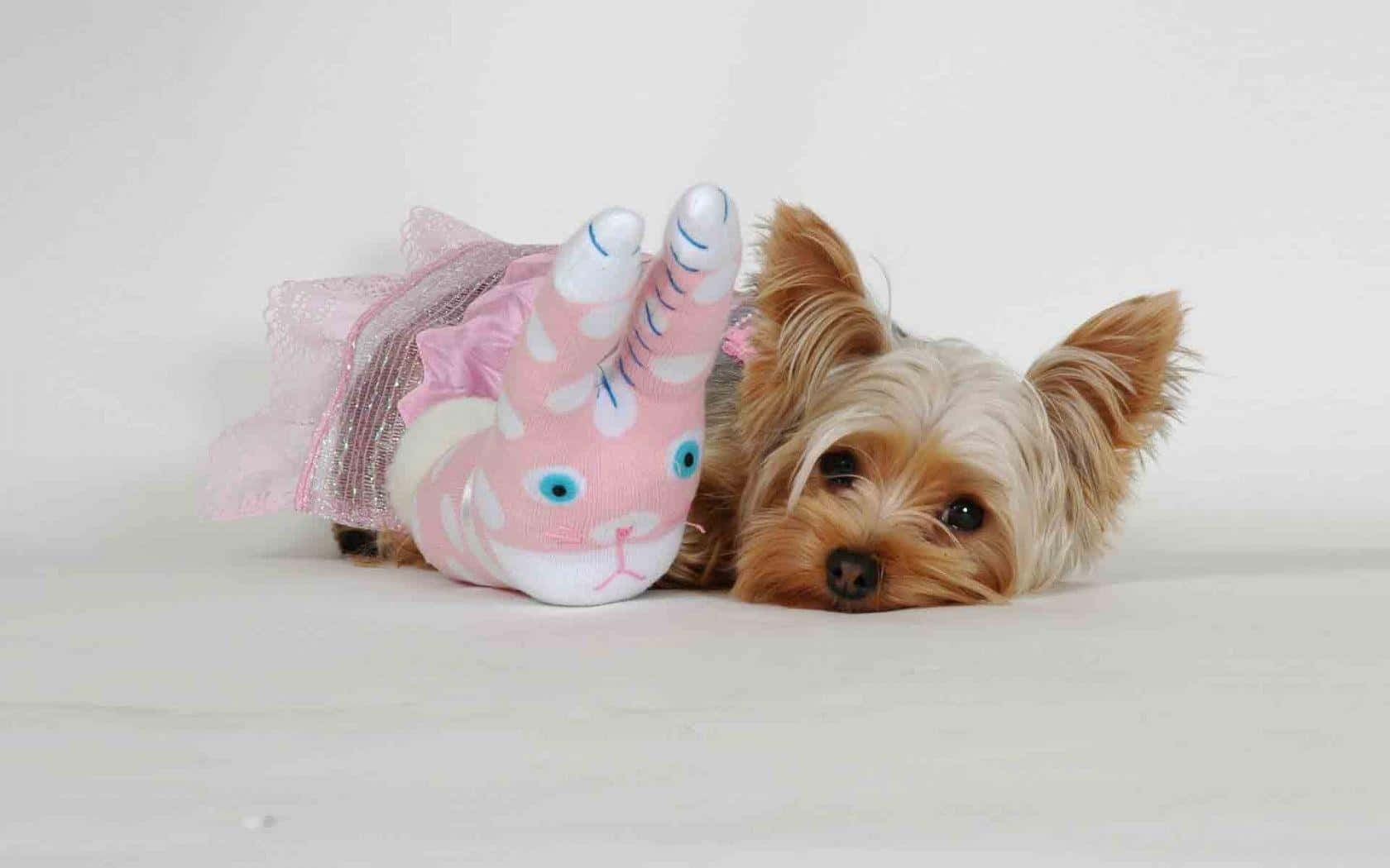 yorkie 桌布 壁紙 — 一隻細小的約克夏㹴幼犬在純白色背景上，躺在一隻粉紅色獨角獸襪子玩具旁邊休息。