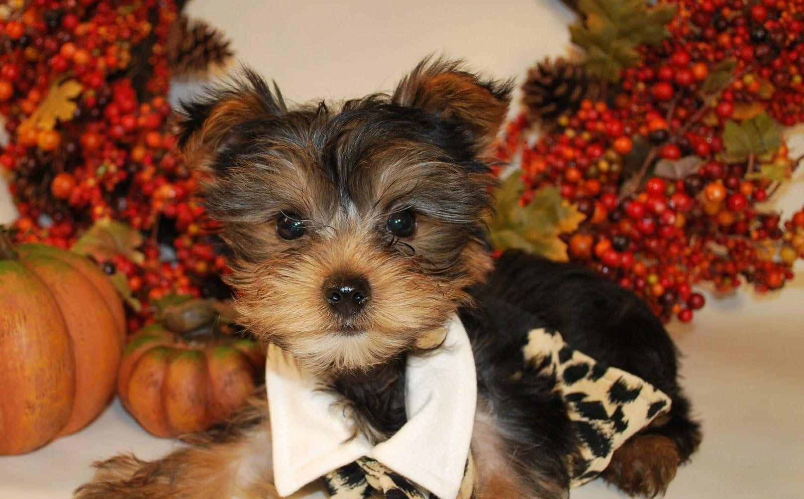 yorkie 桌布 壁紙 — 一隻細小的約克夏㹴幼犬戴着白色項圈和豹紋蝴蝶結，坐在秋天的南瓜和紅色漿果之間。