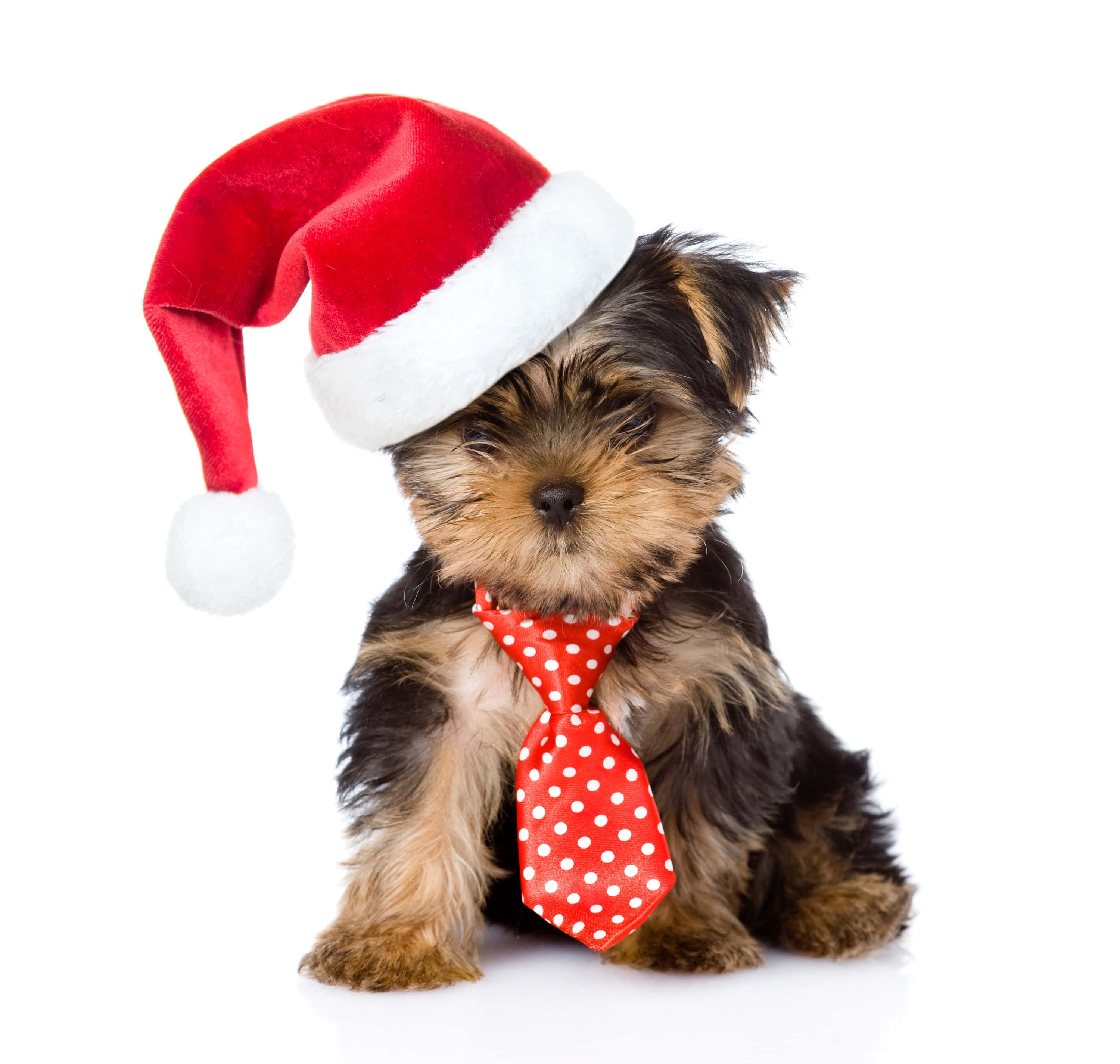 cute dogs 桌布 壁紙 — 一隻細小的約克夏㹴幼犬戴着紅色聖誕帽和紅色圓點領帶，坐在白色背景前。