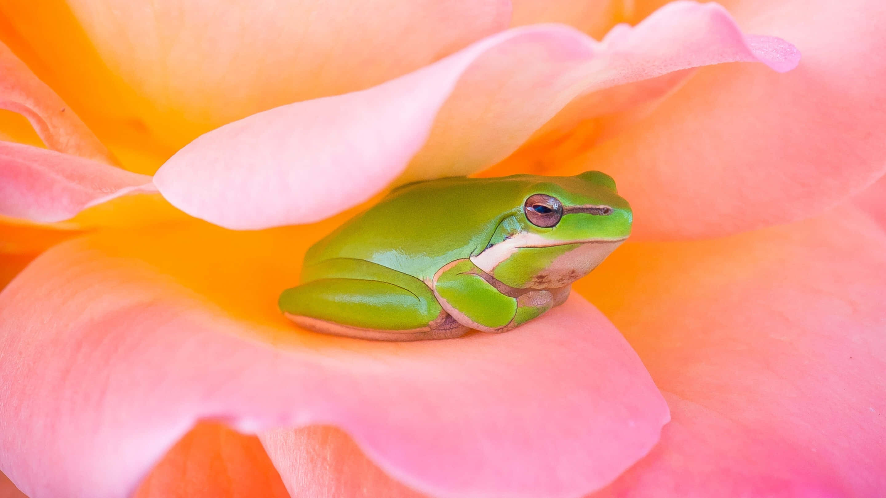 Cute Frog 桌布 壁紙 — 一隻細小的綠色樹蛙安詳地棲息在盛開玫瑰的柔軟粉紅和橙色花瓣上。