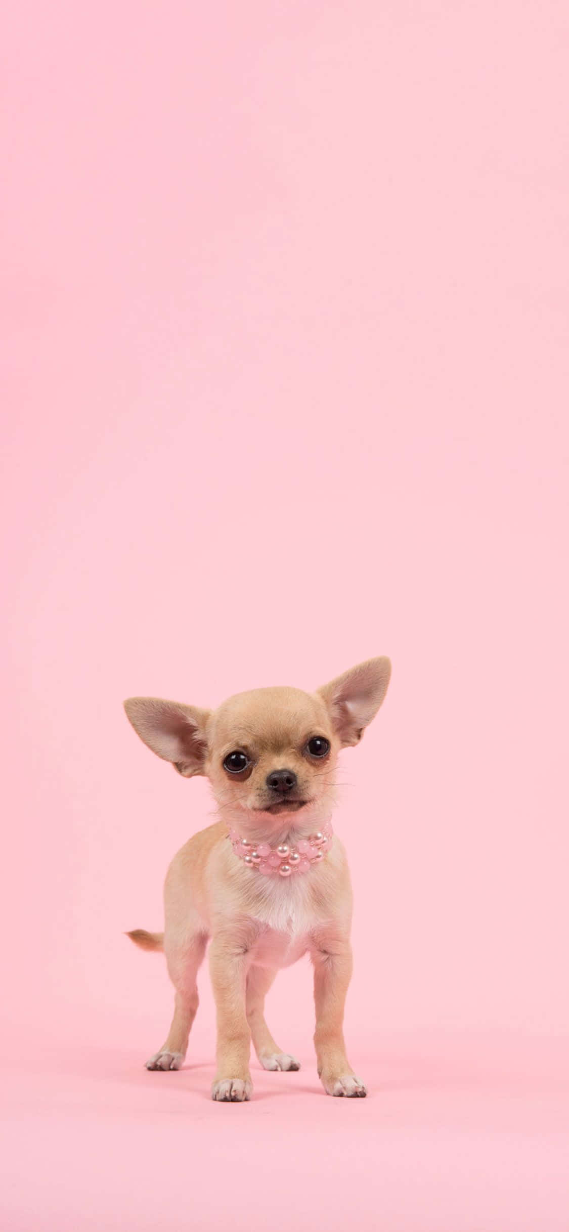 cute dogs 桌布 壁紙 — 一隻細小的芝娃娃幼犬，有著大大的深色眼睛和珍珠項圈，在純粉紅色背景上警覺地站立。