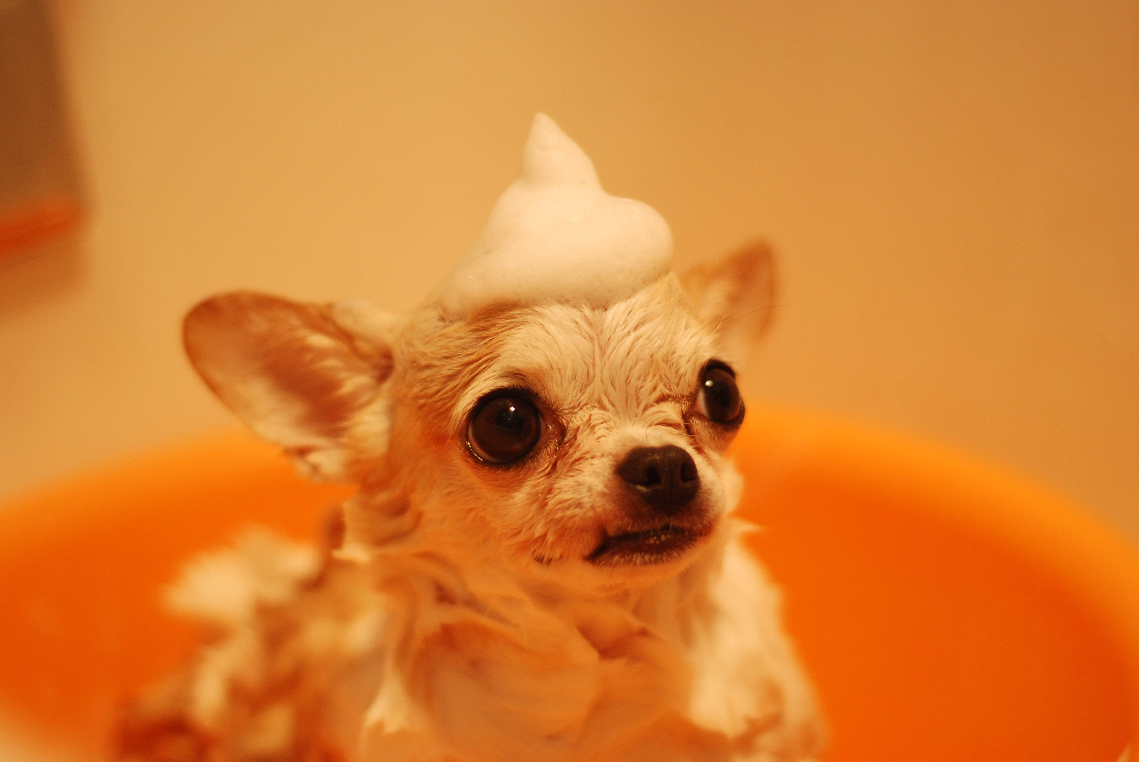 Chihuahua 桌布 壁紙 — 一隻細小的芝娃娃睜大眼睛坐在橙色浴缸中，溫暖燈光下一個完美的泡沫錐體放在牠的頭上。