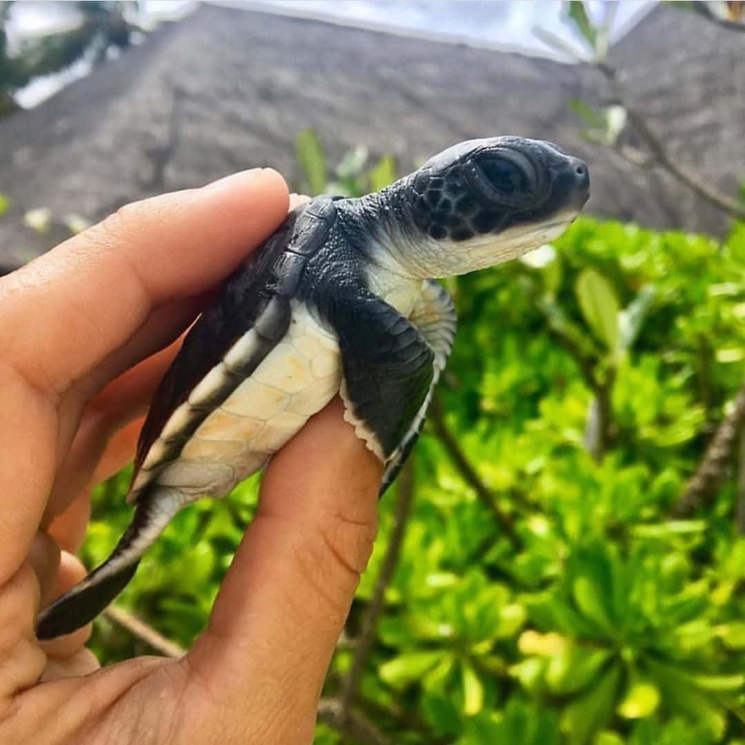 可愛烏龜gif 桌布 壁紙 — 一隻細小的黑白小海龜輕輕地躺在一個人的手上，背景是茂密的綠色樹葉。