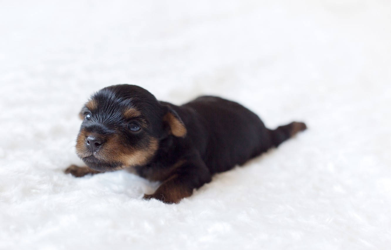 Puppy Dog 桌布 壁紙 — 一隻細小的黑褐色約克夏㹴幼犬蜷縮在柔軟的白色紋理毛毯上，用大大的好奇眼睛向上看。