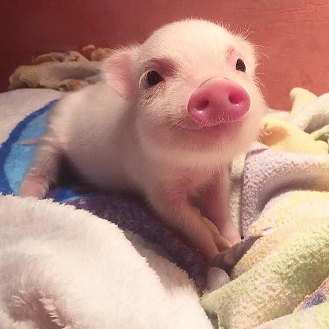 Piggy 桌布 壁紙 — 一隻細小粉紅色嘅豬仔，毛髮柔軟，眼睛充滿好奇，舒適咁躺喺色彩繽紛嘅毛巾上。