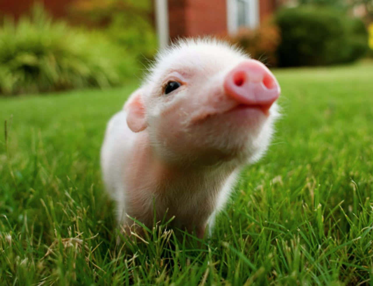 Piglet 桌布 壁紙 — 一隻細小粉紅色嘅豬仔帶住好奇嘅表情企喺充滿活力嘅綠色草地上，向上望住相機。