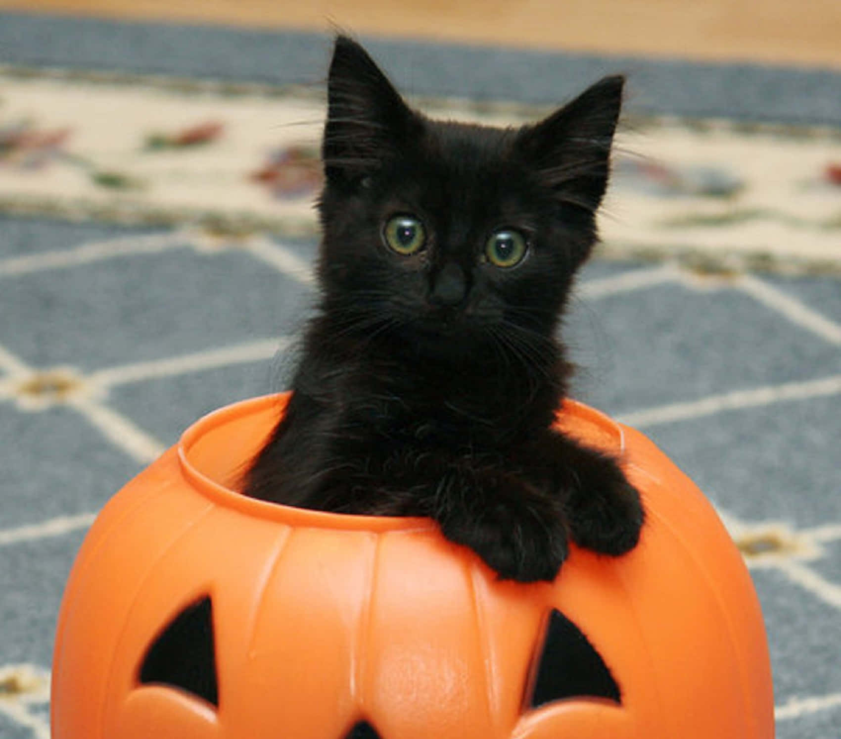Halloween Pet Costumes 桌布 壁紙 — 一隻細小黑色小貓，有著明亮的綠色眼睛，好奇地從橙色塑膠傑克南瓜燈的邊緣窺視。