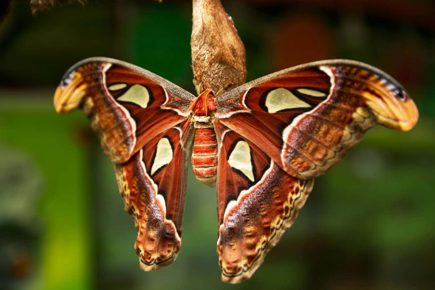 moth 桌布 壁紙 — 一隻細節驚人的亞特拉斯蛾，帶有鮮豔的紅棕色和奶油色翅膀，優雅地掛在樹枝上，背景是柔和的綠色模糊背景。