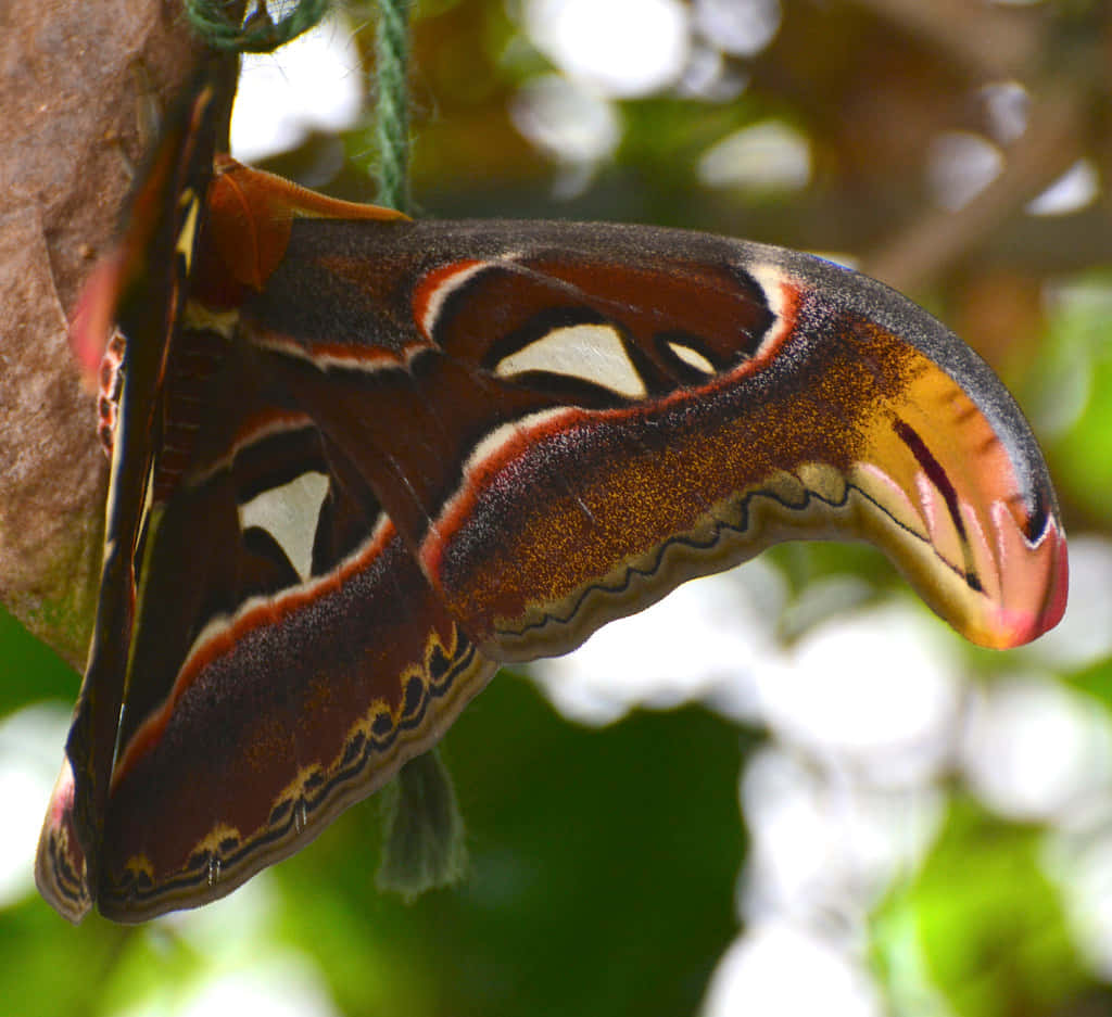 Butterfly Zoo 桌布 壁紙 — 一隻細節驚人的亞特拉斯蛾，擁有鮮豔的橙色、棕色和白色翅膀，在一片葉子上休息，背景是柔和的綠色模糊效果。