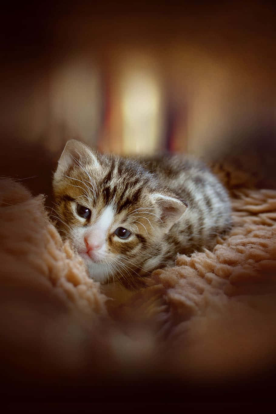 Beautiful Cats 桌布 壁紙 — 一隻細細嘅虎斑貓BB，對眼大大，喺一張軟綿綿嘅蜜桃色毛氈上面休息，周圍係溫暖又舒適嘅室內場景。
