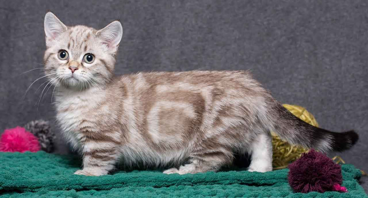 Munchkin Cat 桌布 壁紙 — 一隻細細嘅虎斑貓仔睜大雙眼，警覺咁企喺綠色有紋理嘅氈上面，旁邊有色彩繽紛嘅毛線球，背景係灰色。
