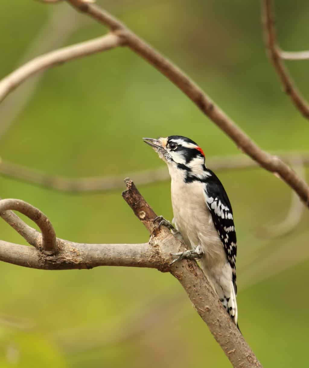 woodpecker 桌布 壁紙 — 一隻絨毛啄木鳥警覺地棲息在一個多節的樹枝上，背景是柔和的綠色模糊背景。