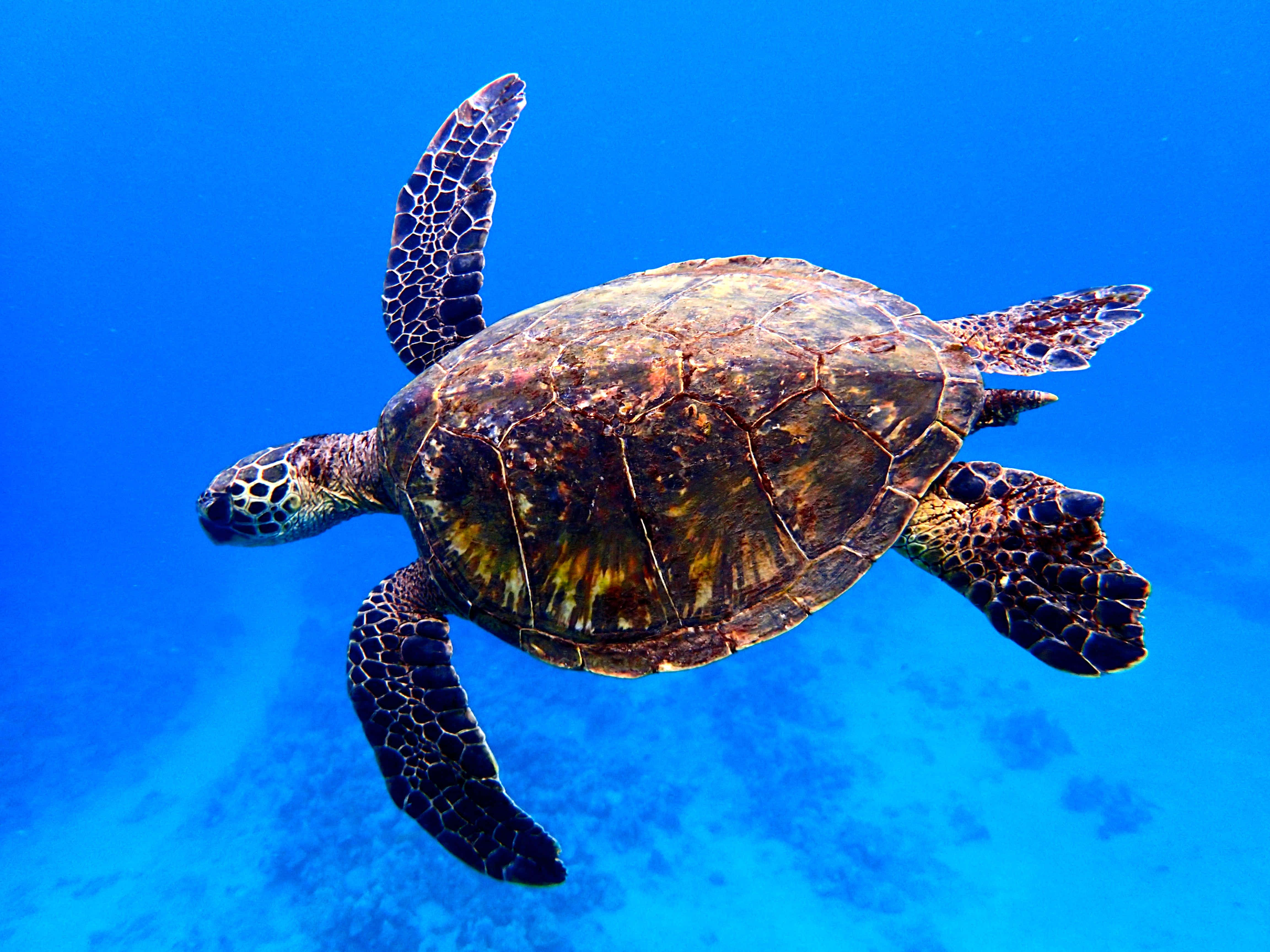 sea turtle 桌布 壁紙 — 一隻綠海龜優雅地滑過充滿活力的藍色海水，下方可見珊瑚礁。