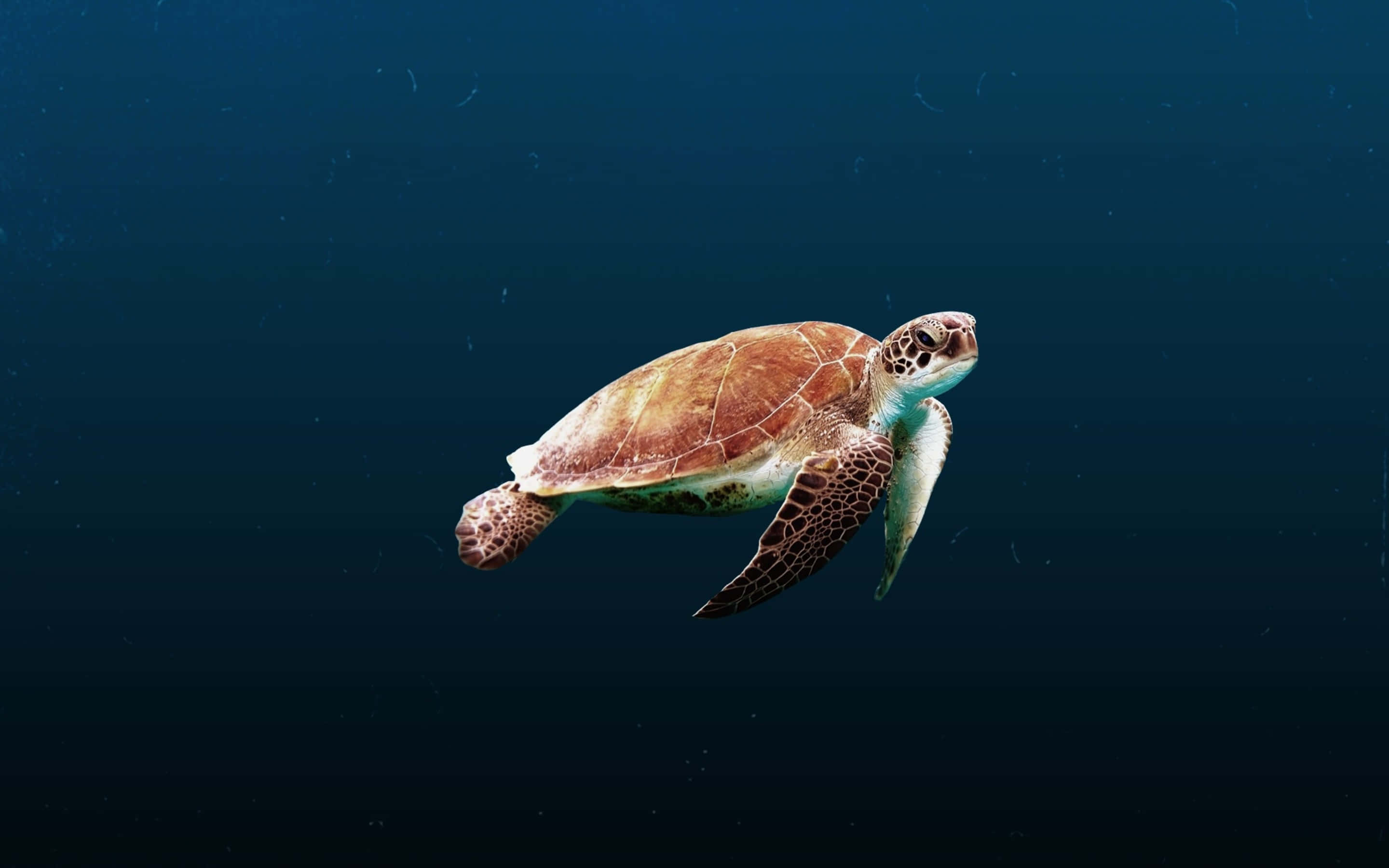 sea turtle 桌布 壁紙 — 一隻綠海龜優雅地滑過深藍色的海水，周圍可見漂浮的微粒。